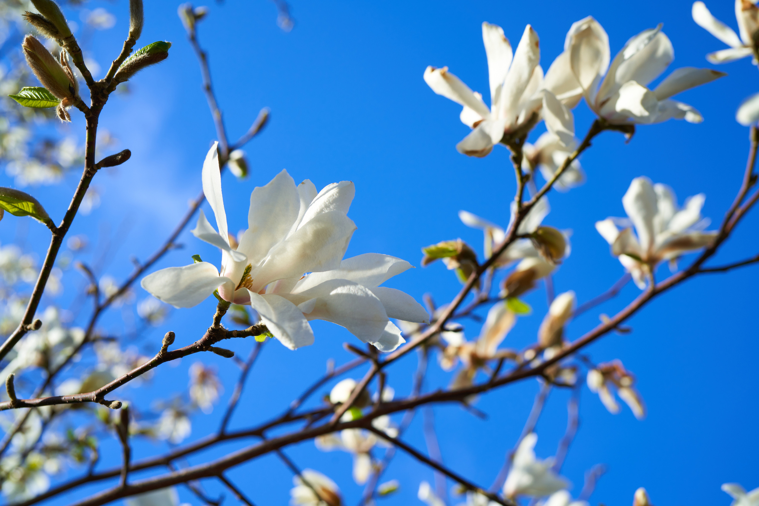 Магнолия в Ботаническом саду в Санкт-Петербурге