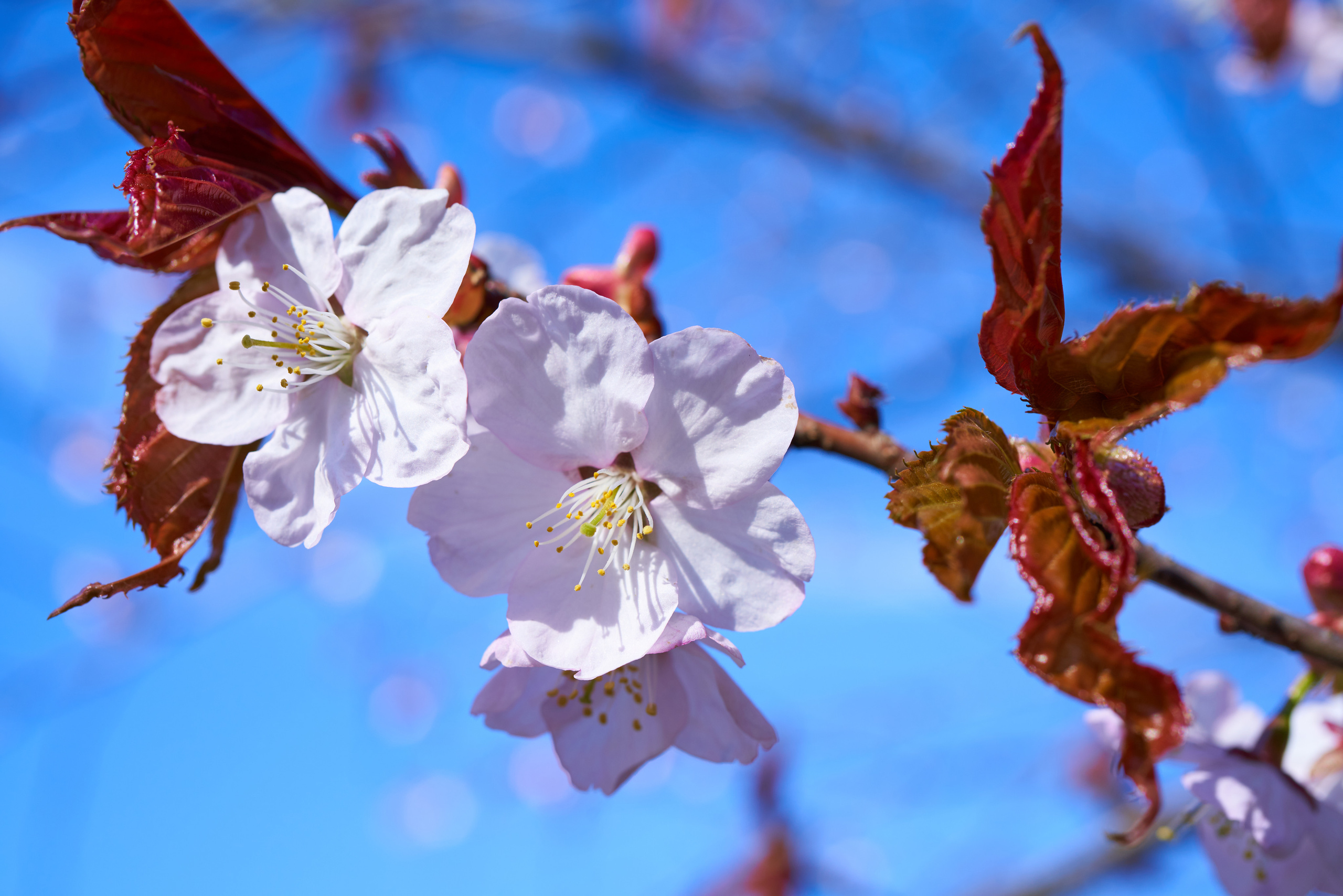 Сакура в Ботаническом саду в Санкт-Петербурге