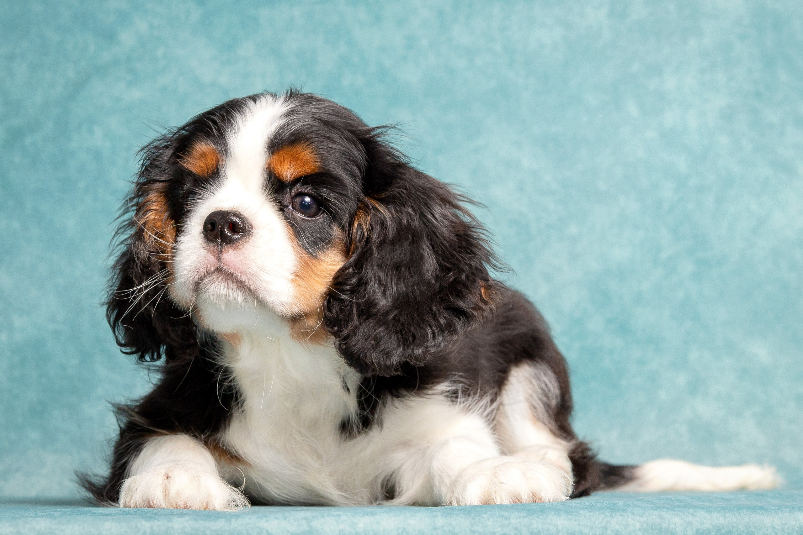 Кавалер Кинг Чарльз спаниель. Юлия Микульская. Рыбинск