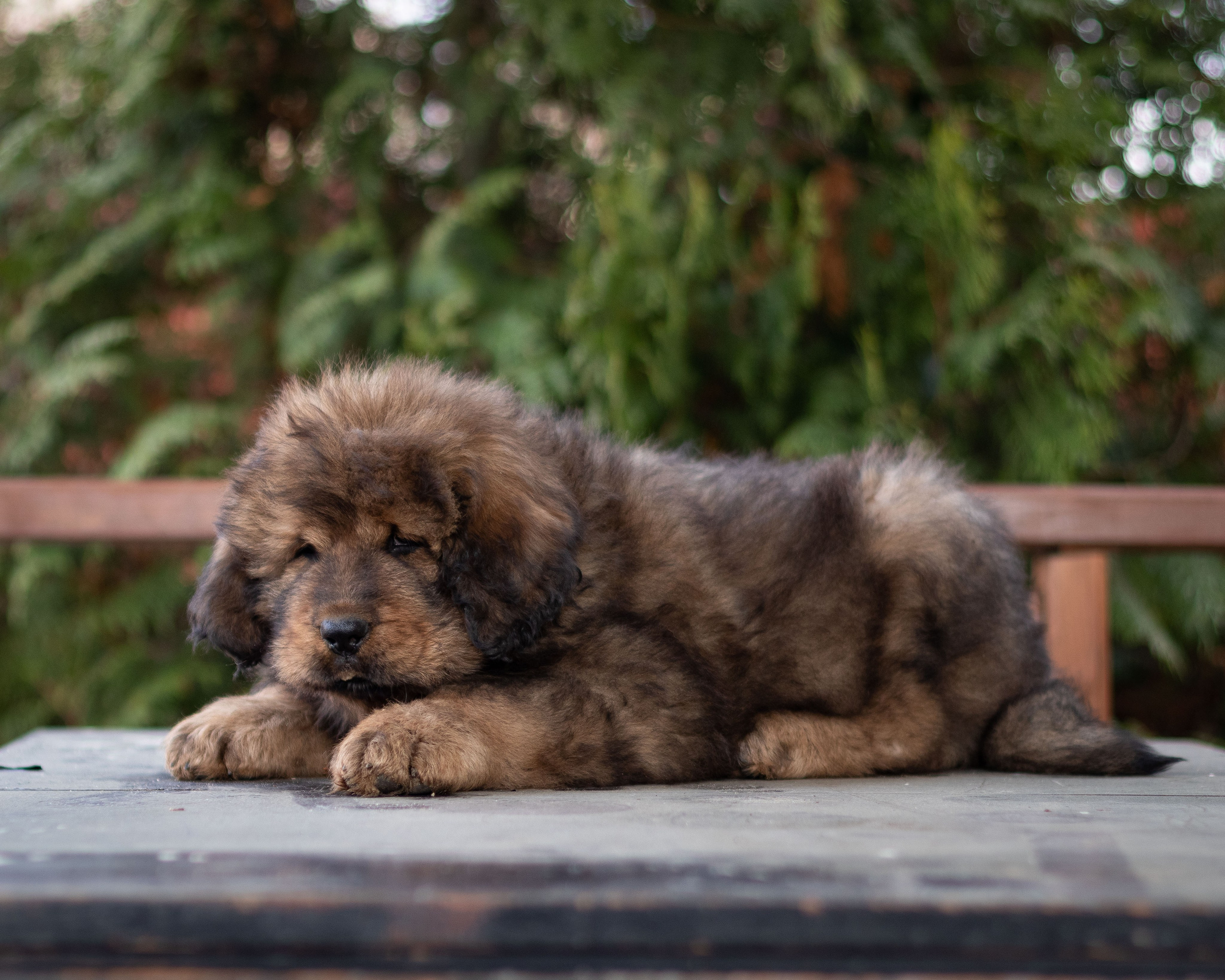 Тибетский мастиф. Юлия Микульская. Рыбинск