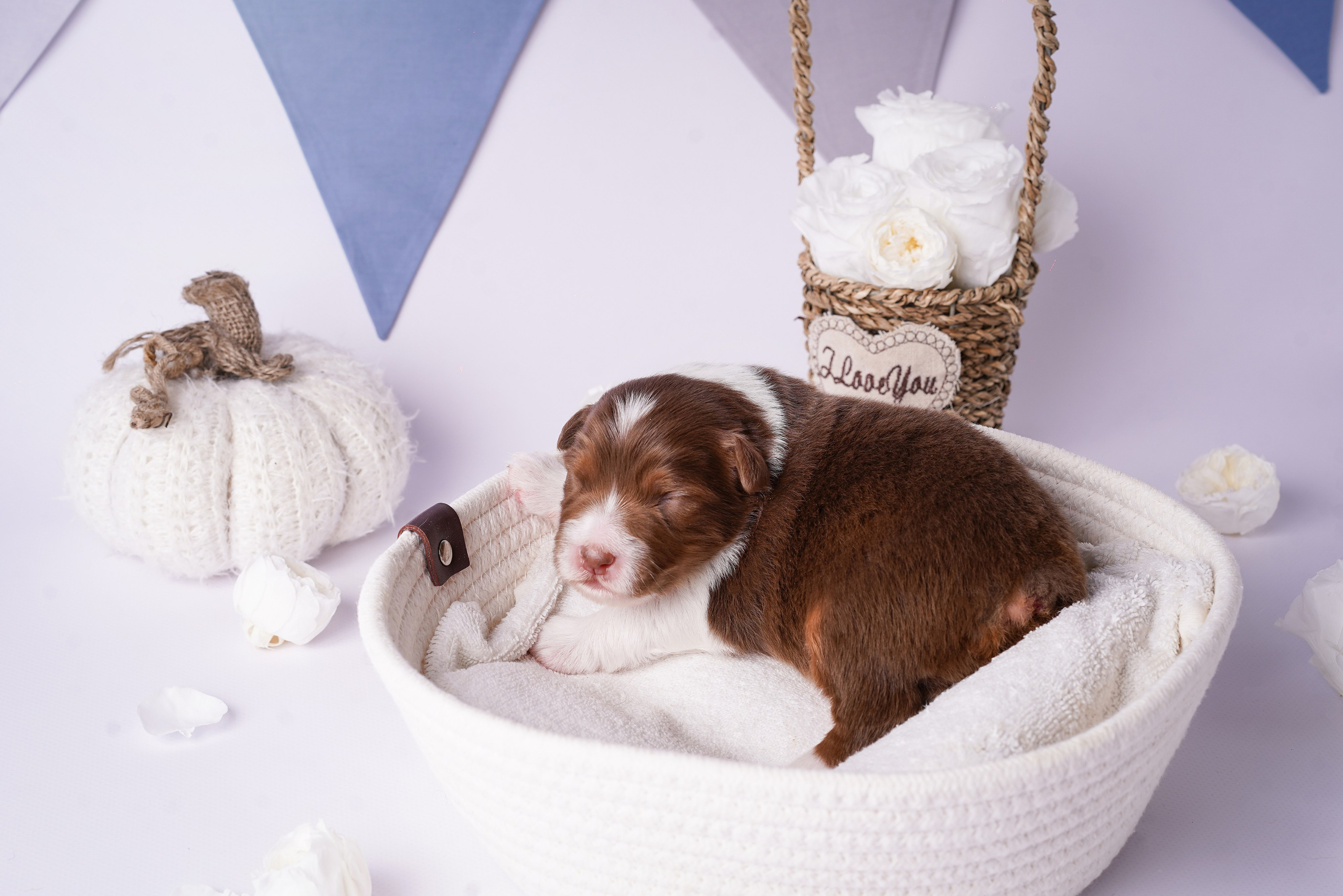 Щенки австралийской овчарки. Фотограф-анималист в Санкт-Петербурге Яна Мартынова
