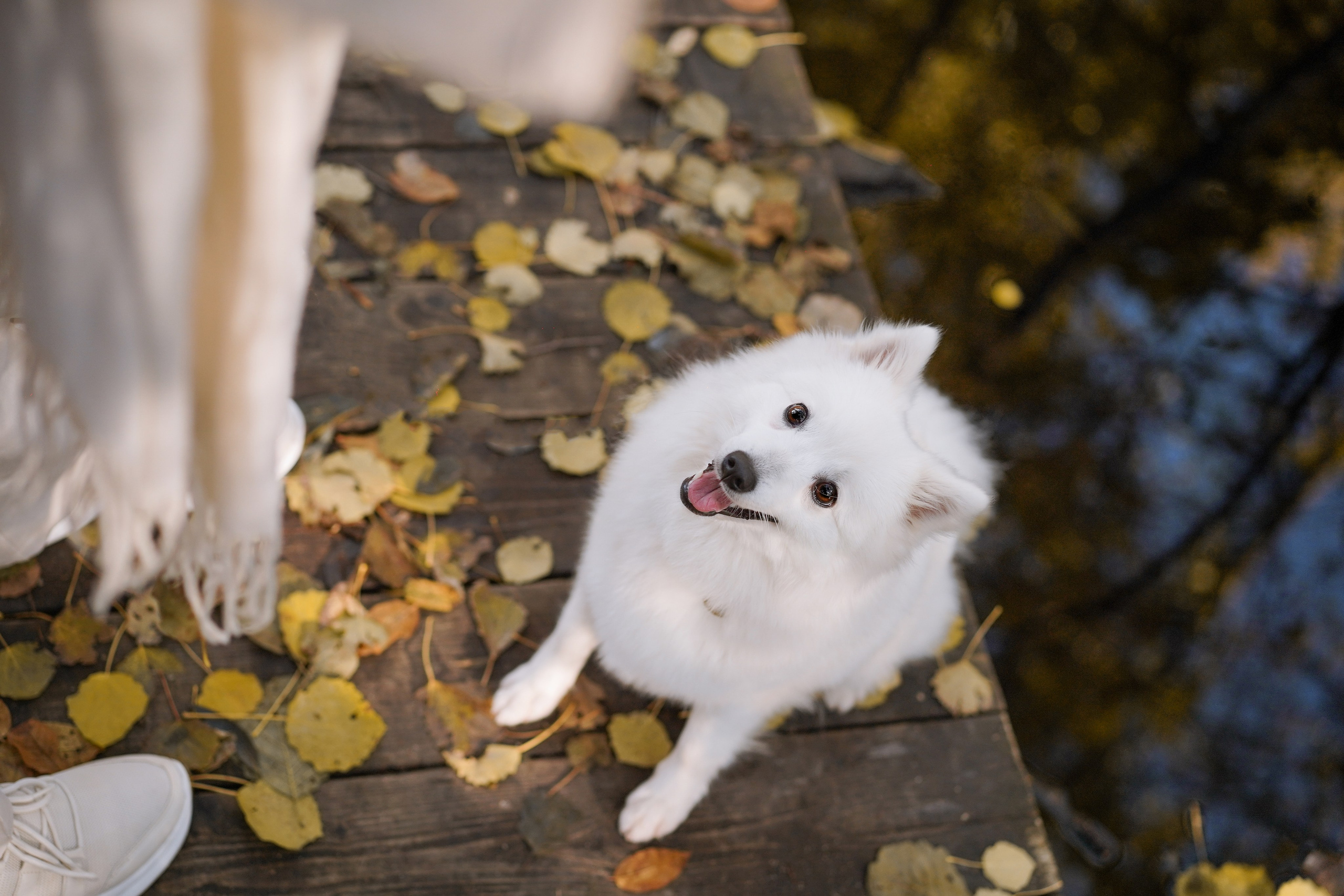Саша Моня и Гати. Фотограф-анималист в Санкт-Петербурге Яна Мартынова