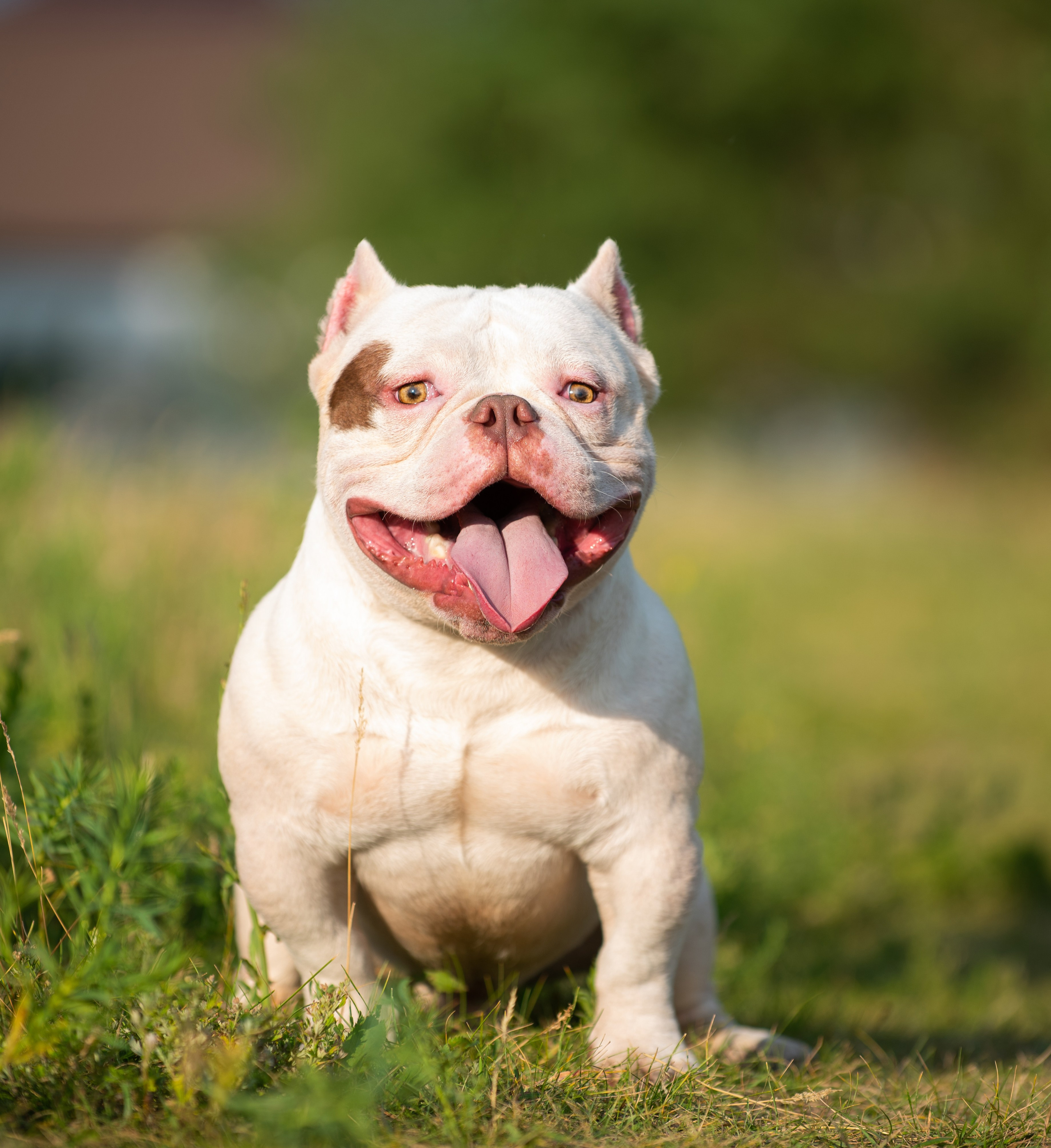 Американский булли Орбит. Главная