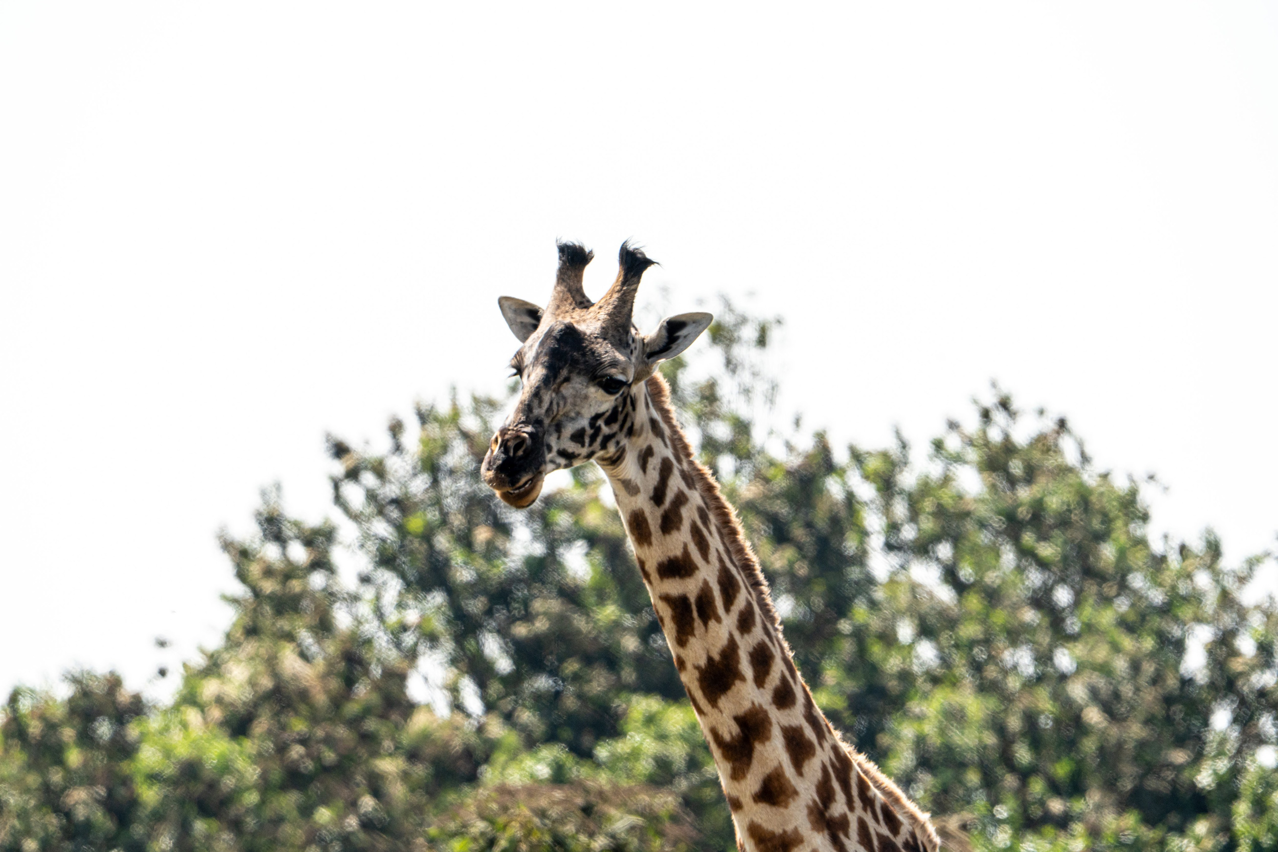 Танзания, сафари, 2025. Творческие сьемки