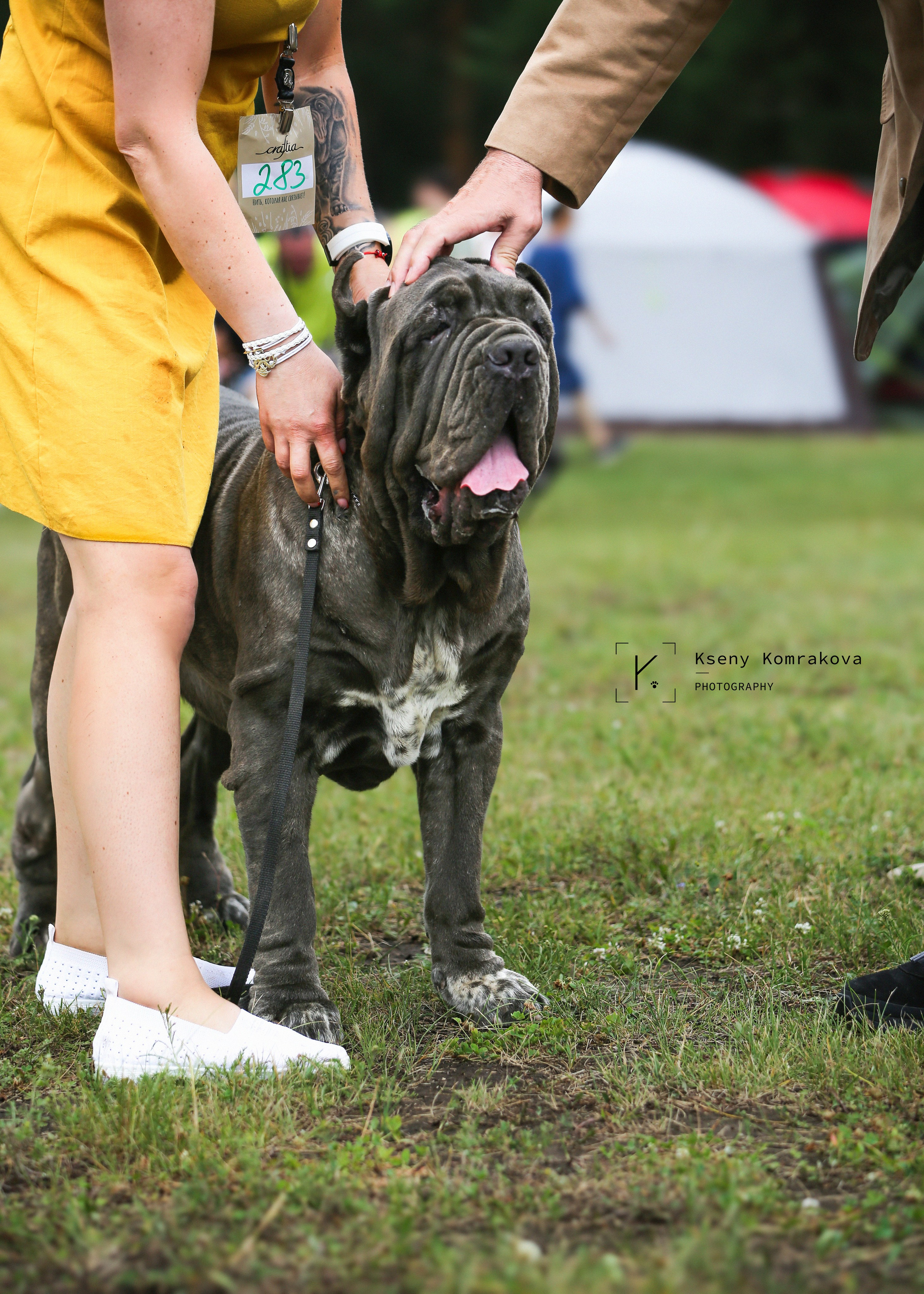 Съемка собак. Анималистика. Репортаж. Индивидуальная съемка