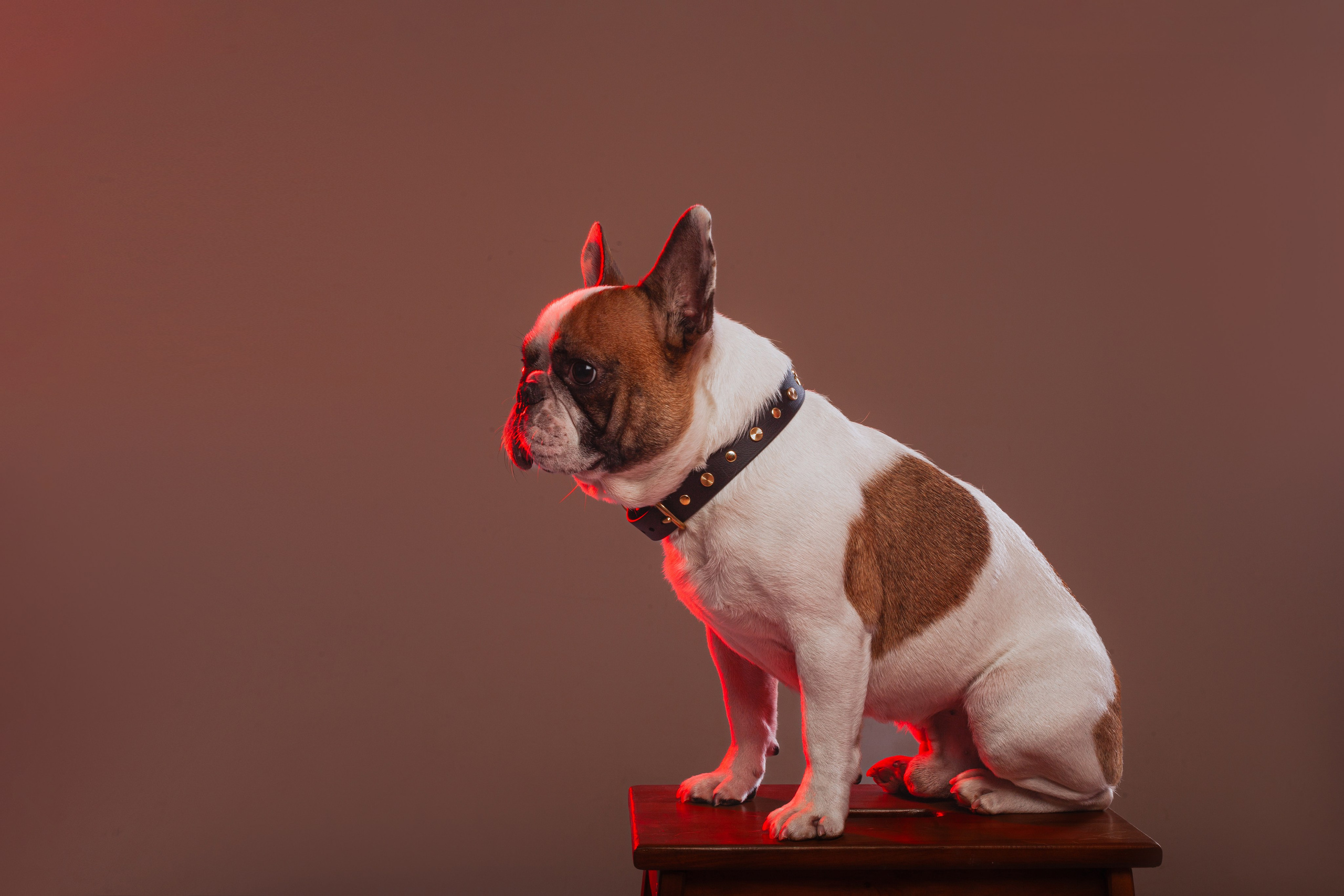 Студийная фотосессия с цветным светом. Фотограф-анималист Татьяна Степанова