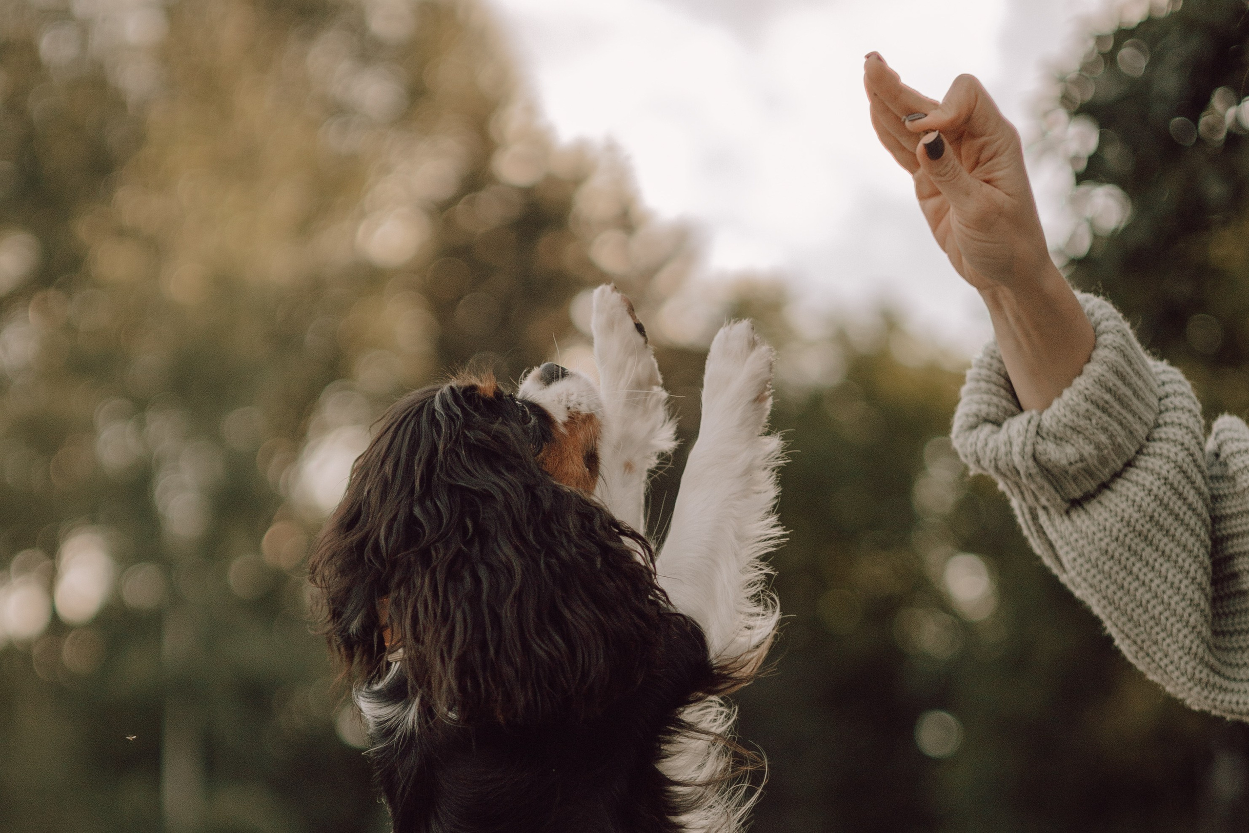 Светлана & Стеша & Настя. Фотограф — анималист •love-story•|Санкт-Петербург