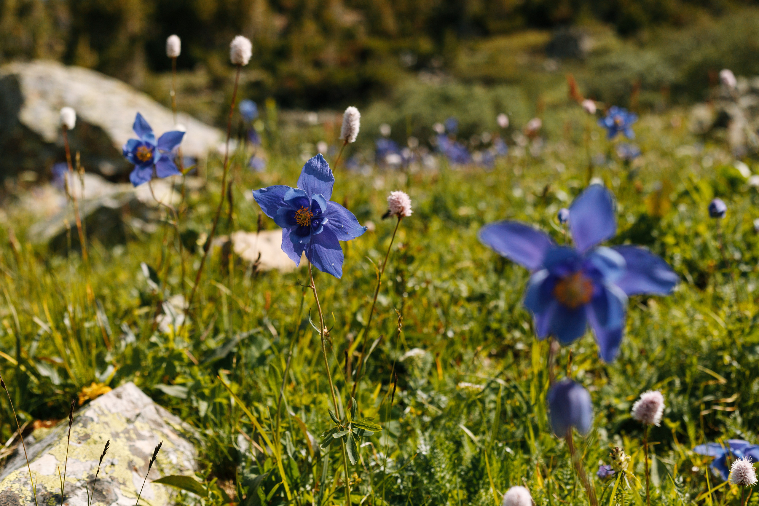 Йога-тур Алтай. Портретный фотограф в Санкт-Петербурге