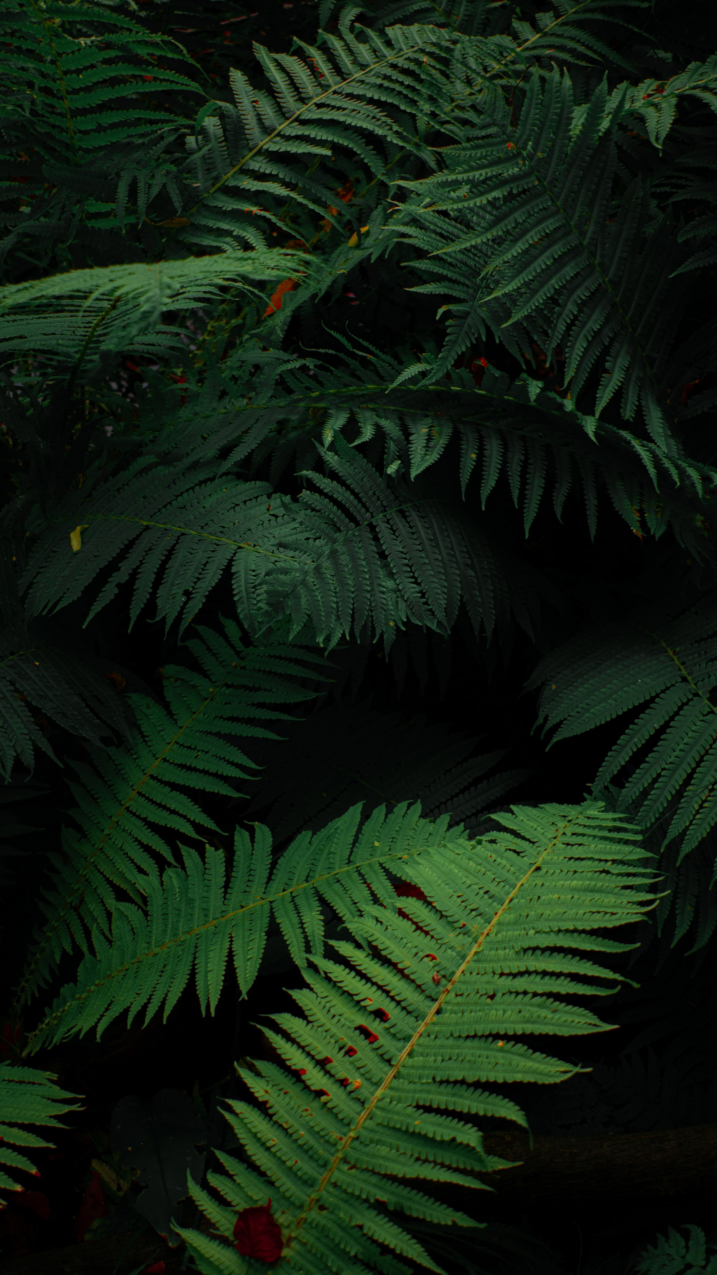 Фотограф/видеограф Богдан Голованов