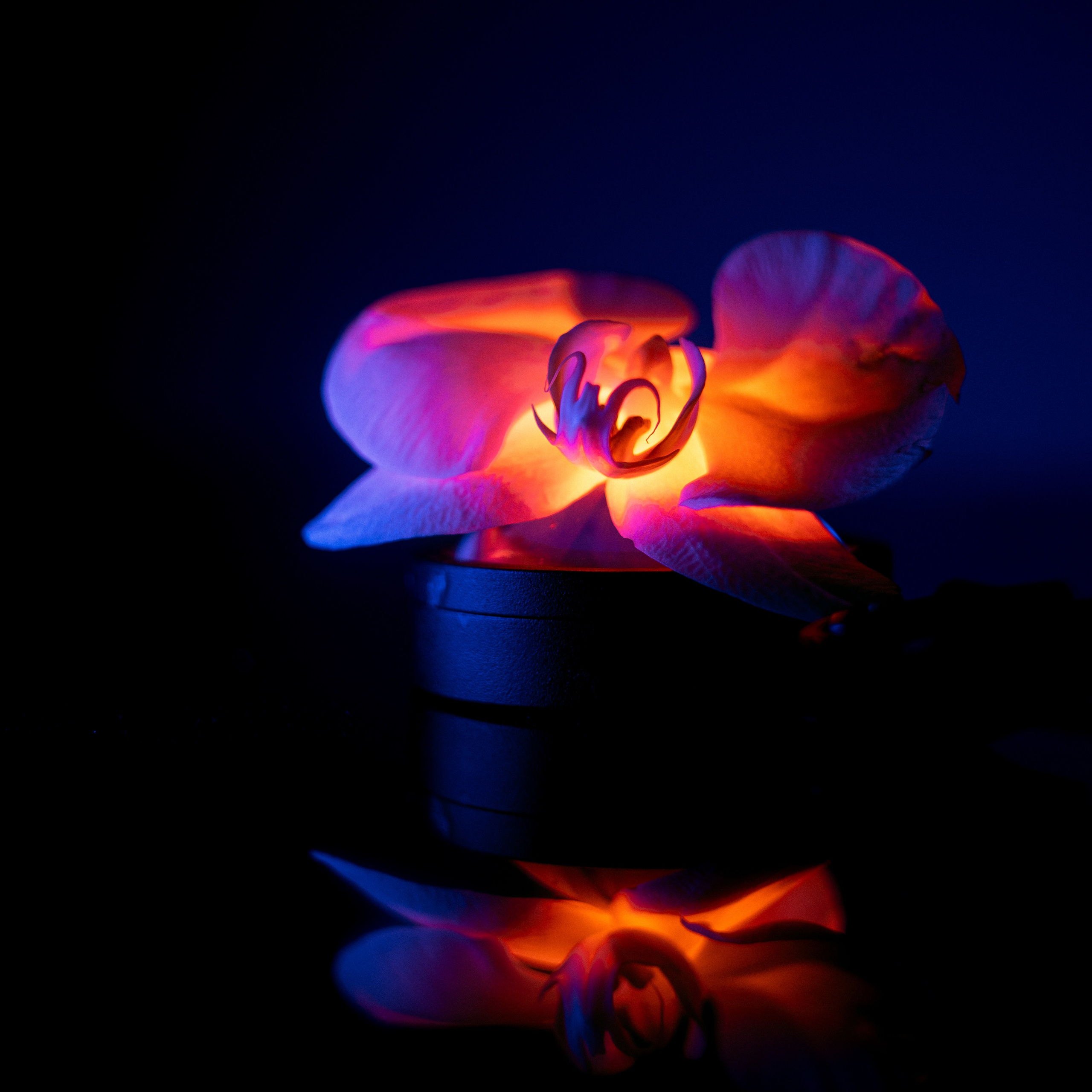 Shades of Bloom. Фотограф в Алматы Анастасия Новоселова