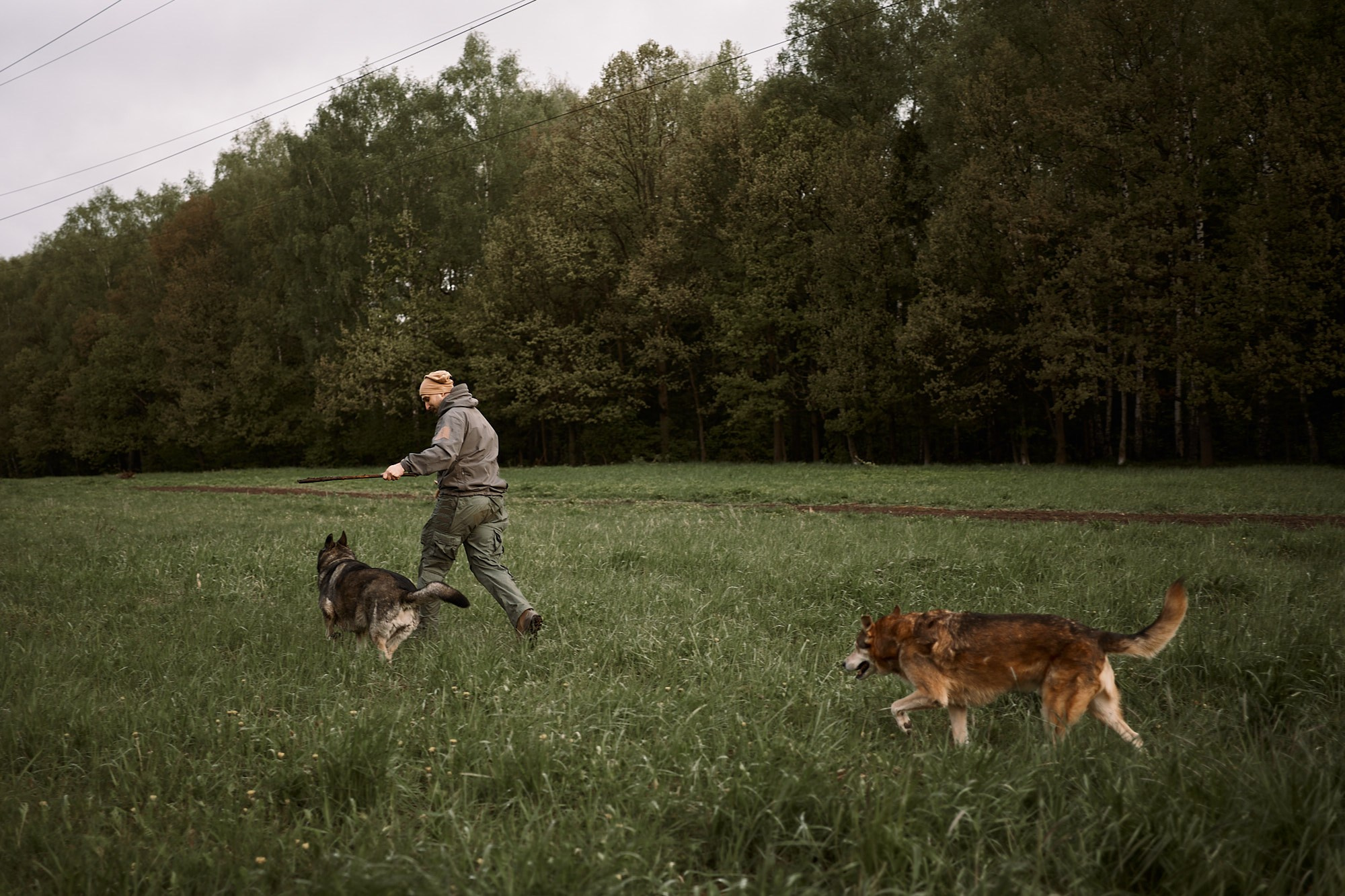 Дима, Рыжий и Воля. Фотограф анималист Москва Дарья