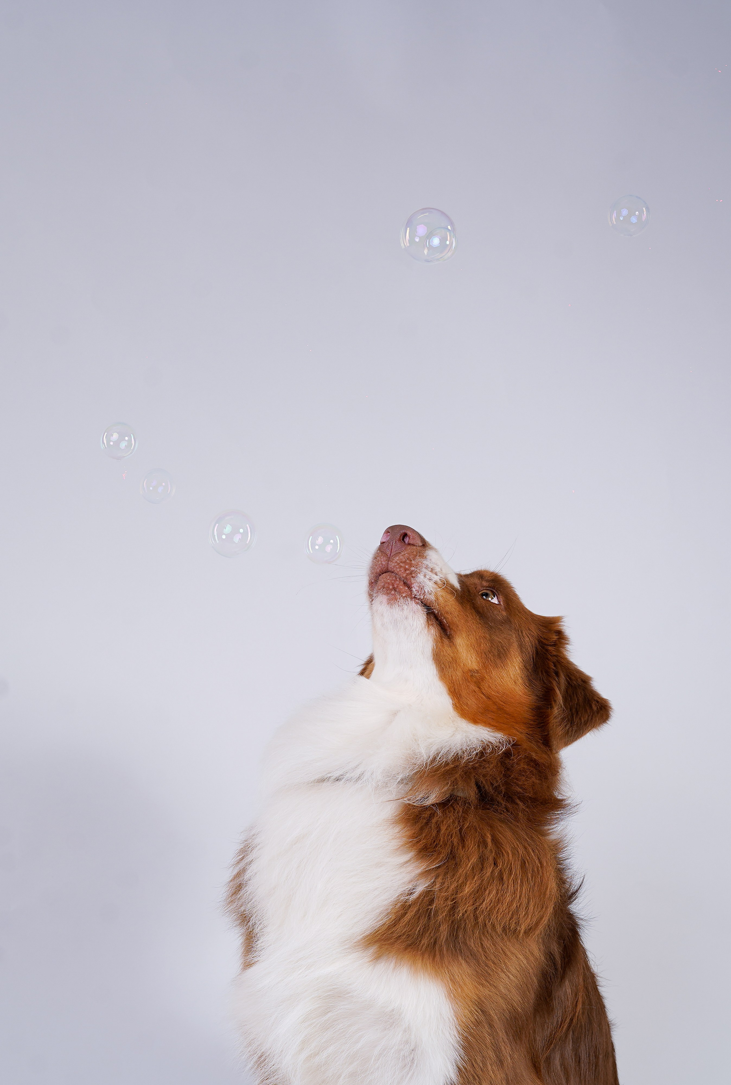 Ксюша, сиба Тэффи и австралийцы Арчи и Нэо. Фотограф-анималист в Санкт-Петербурге Яна Мартынова