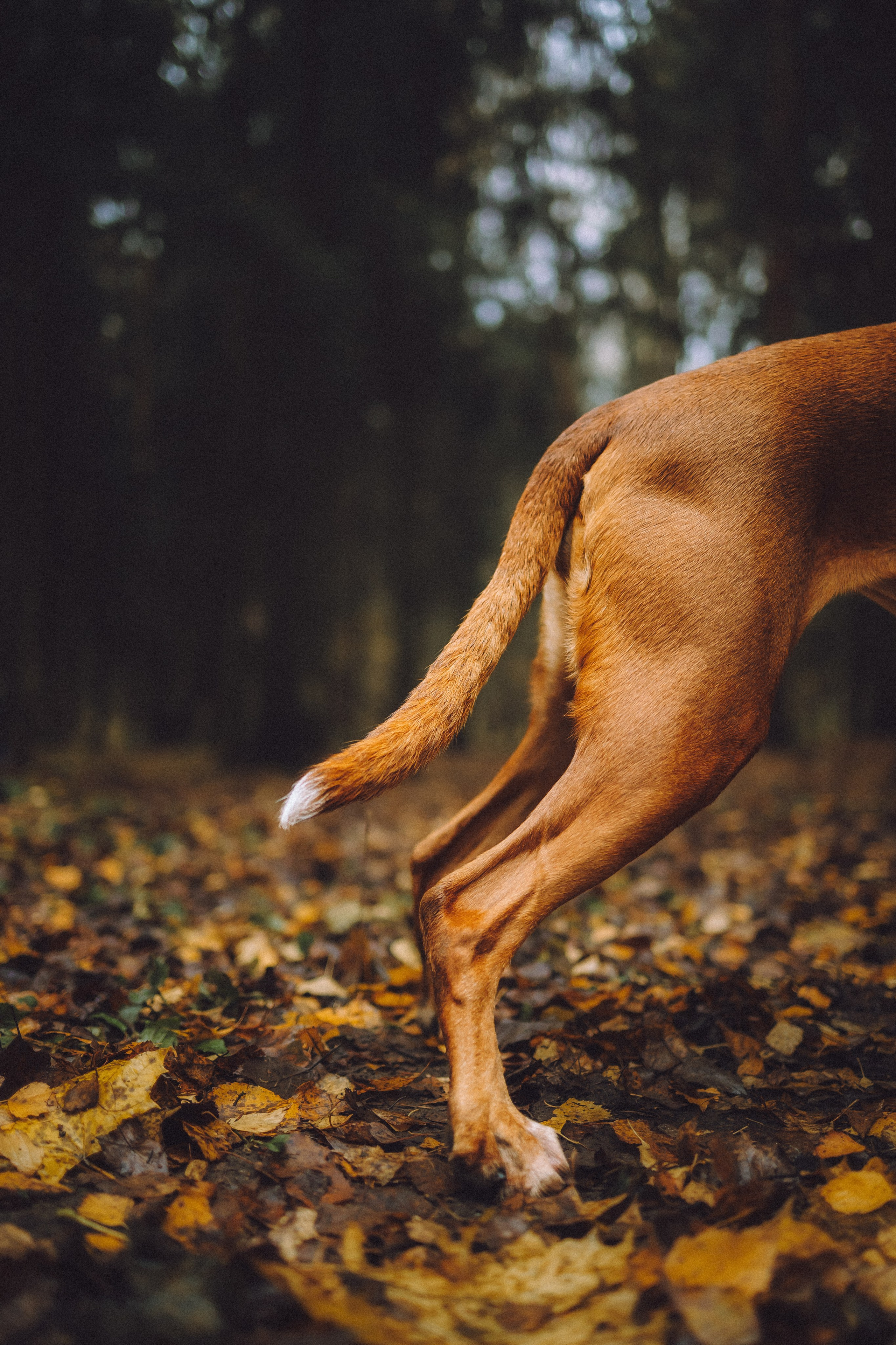 Элли и ее семья