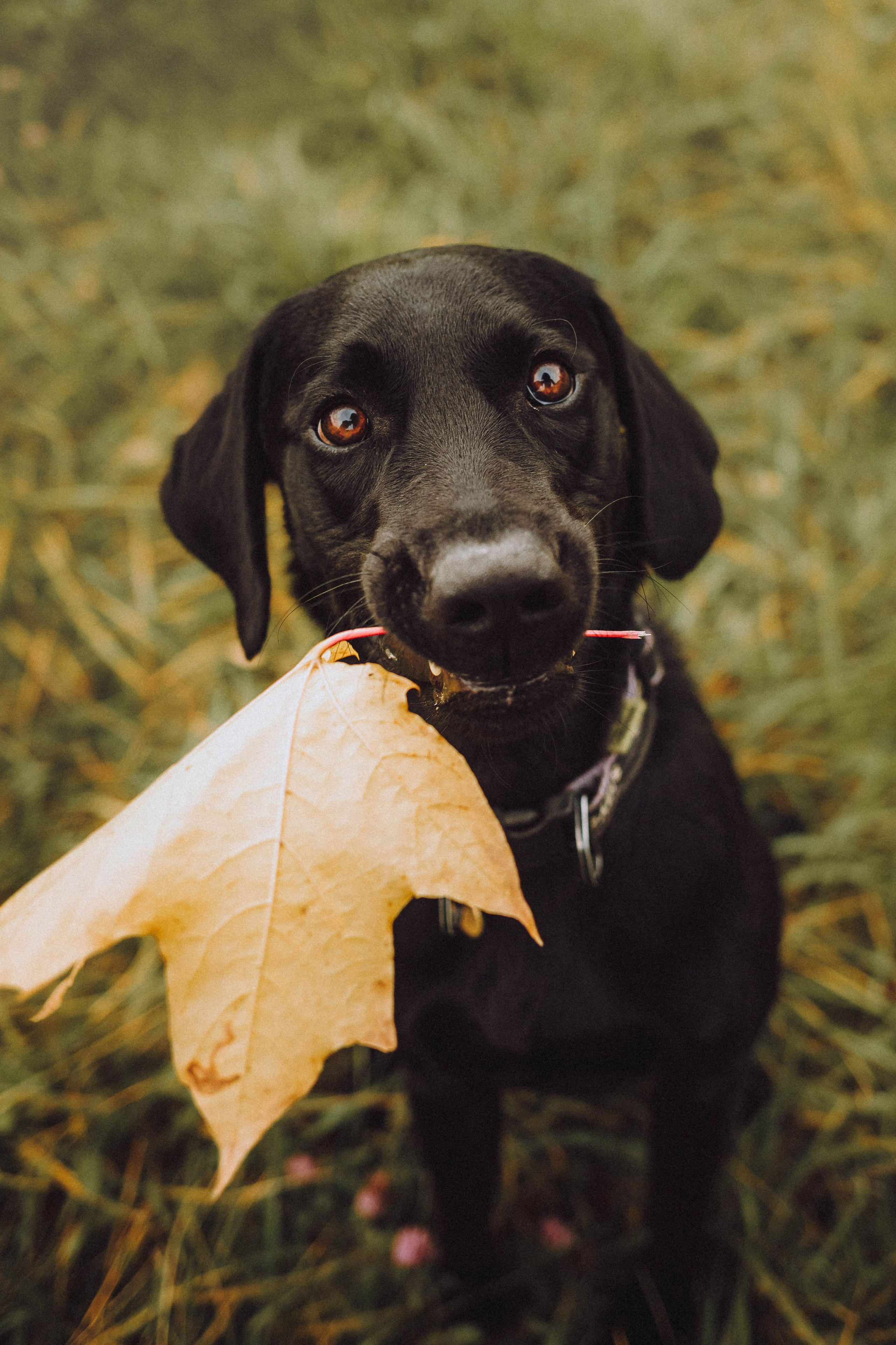 Аня, Нео и Луна
