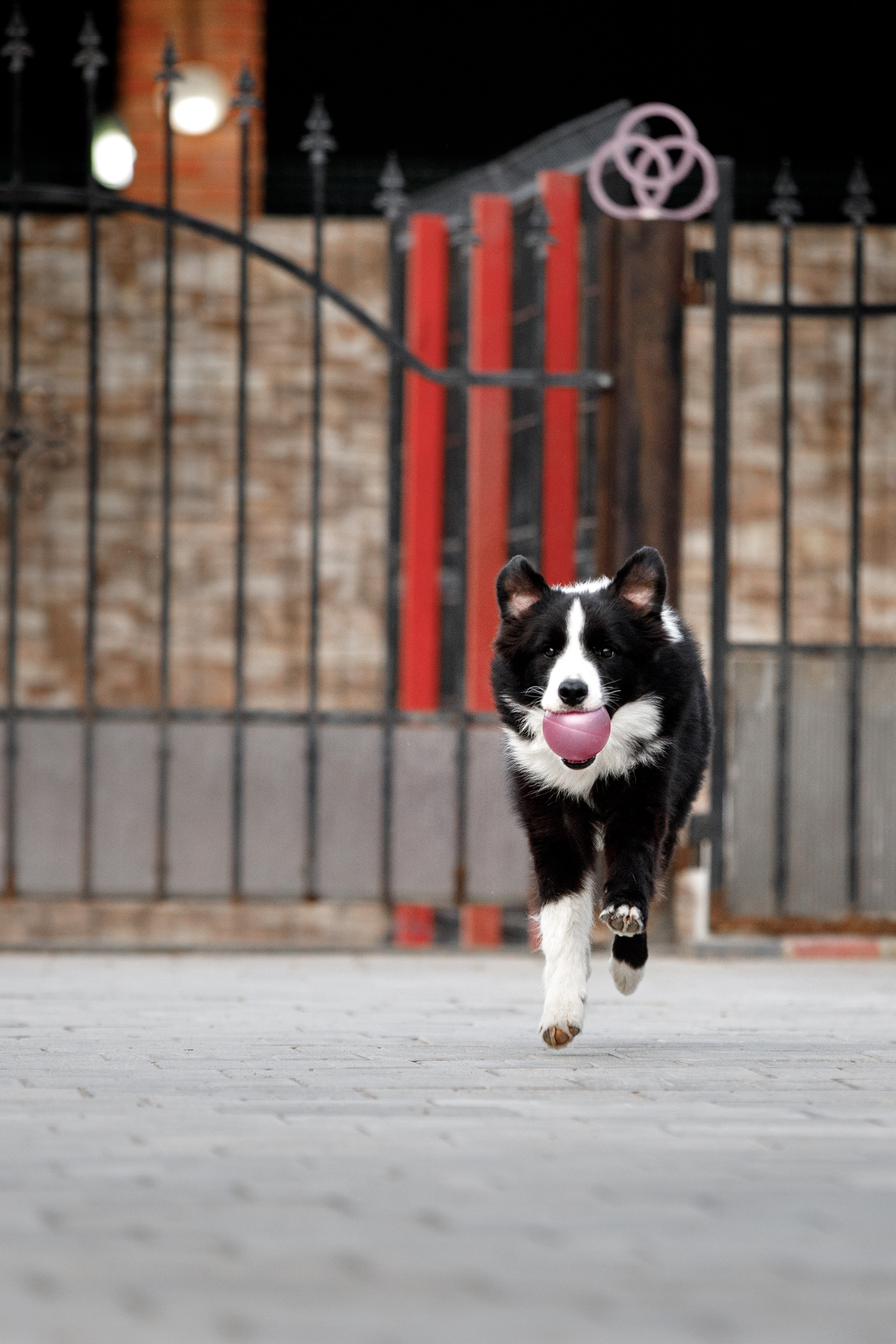 Болтовня в саду. О нас