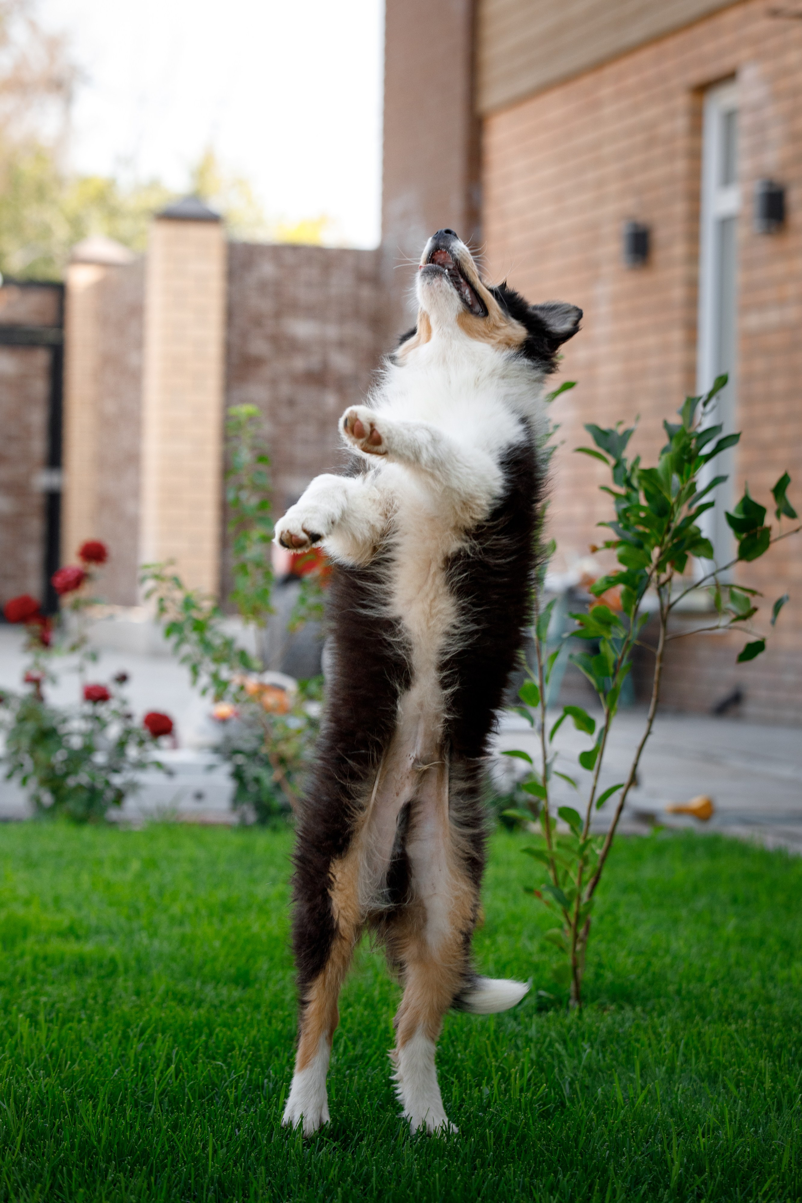 Смешарики. О нас