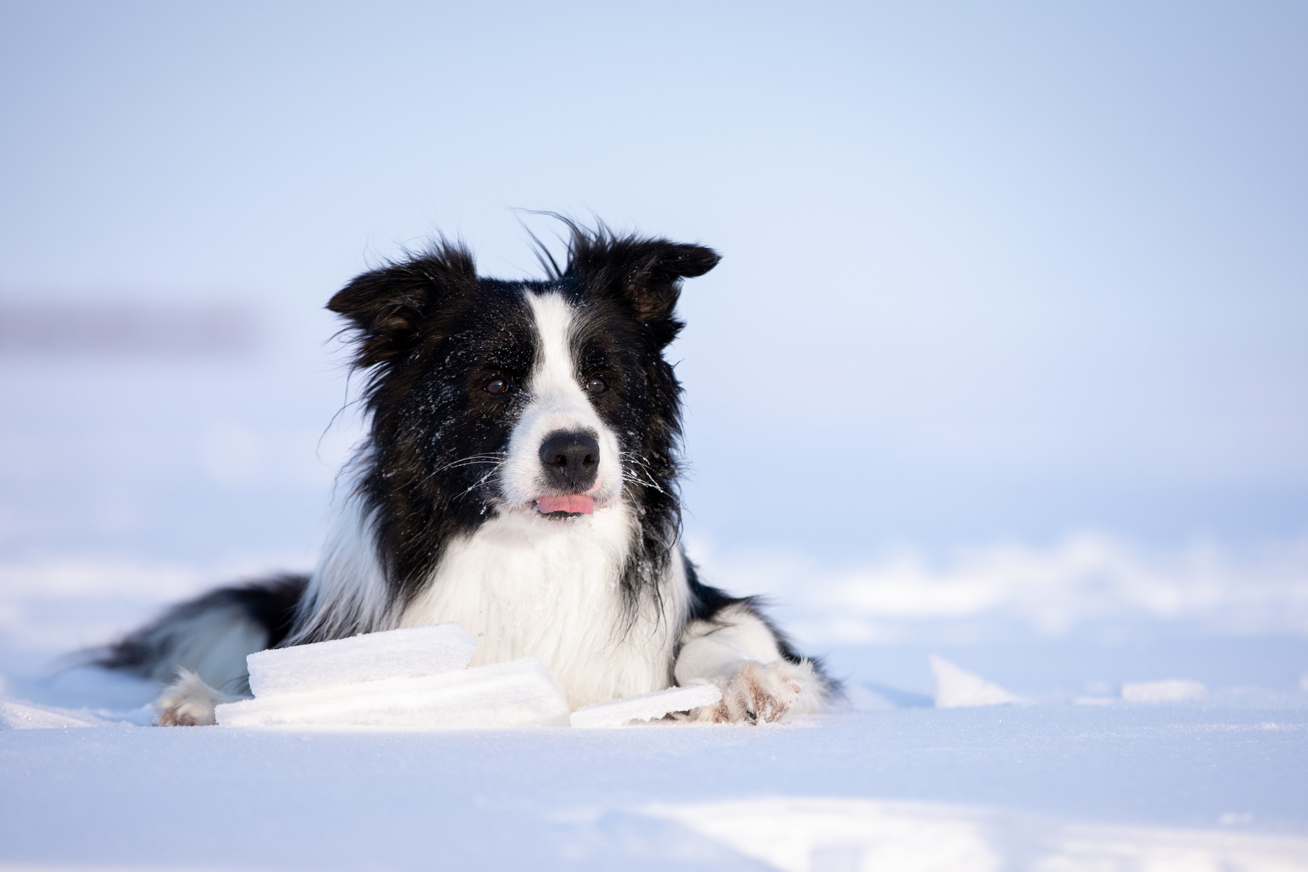 Мороз и солнце. О нас