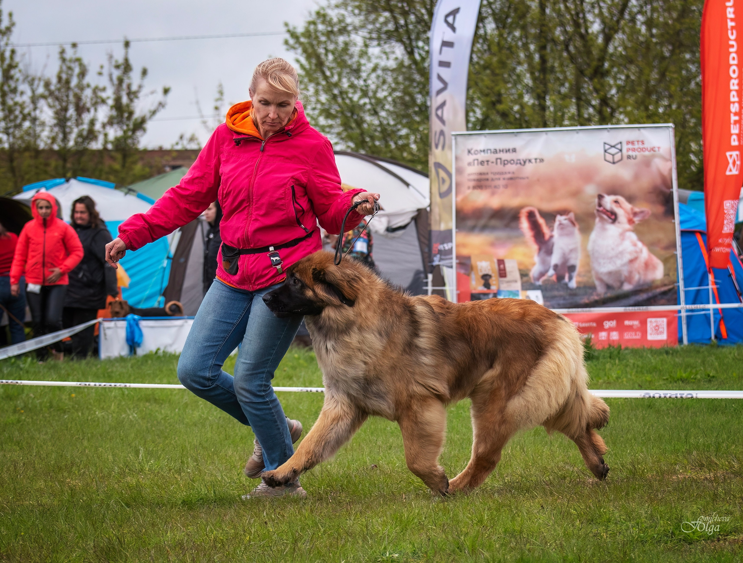 Репортажная съемка. Выставки, в ринге и за рингом. Фотограф-анималист Ольга Фомичева