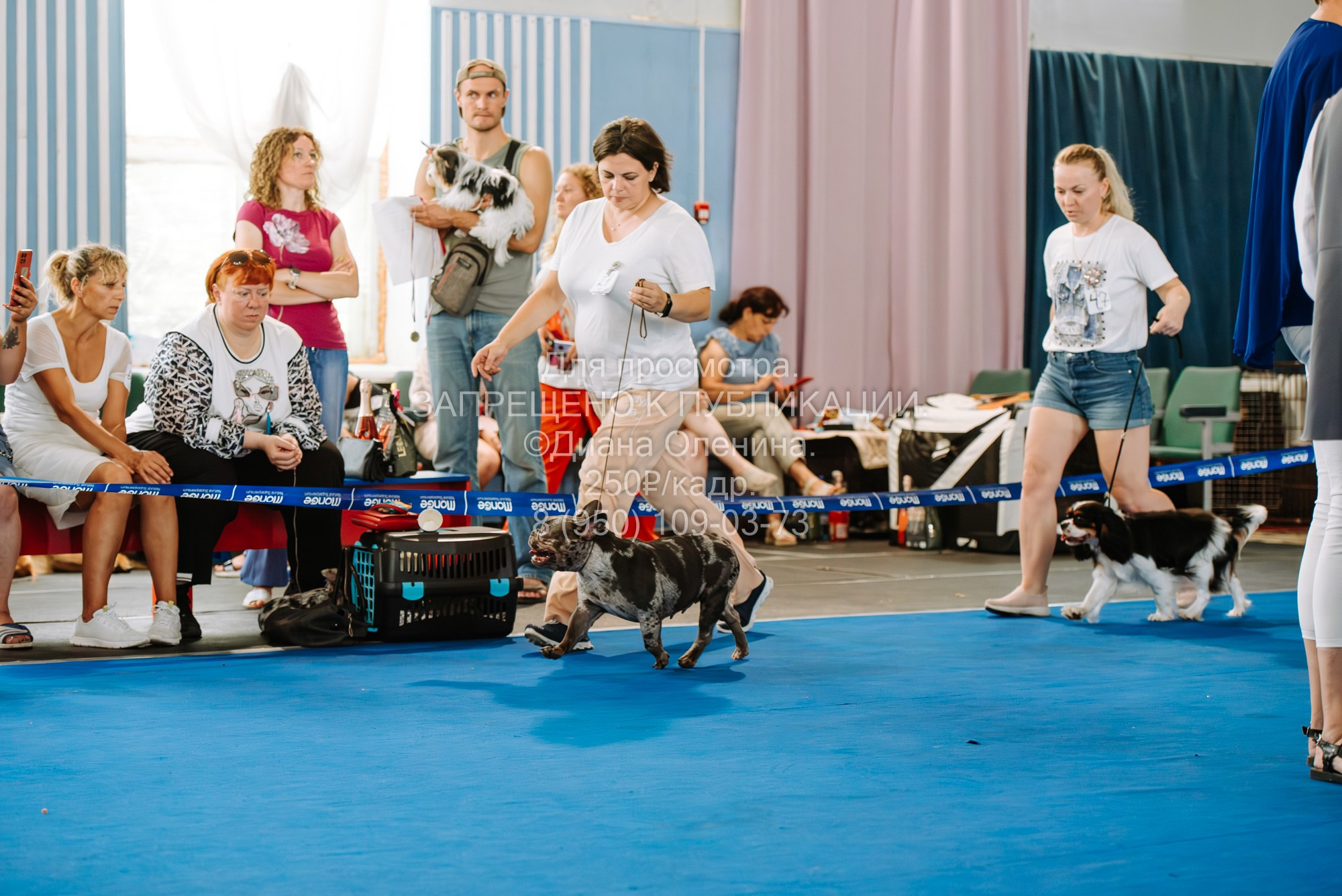 Национальная выставка собак всех пород ранга САС-IKU «Кубок Красноярск. Фотограф Диана Оленина Красноярск / Братск