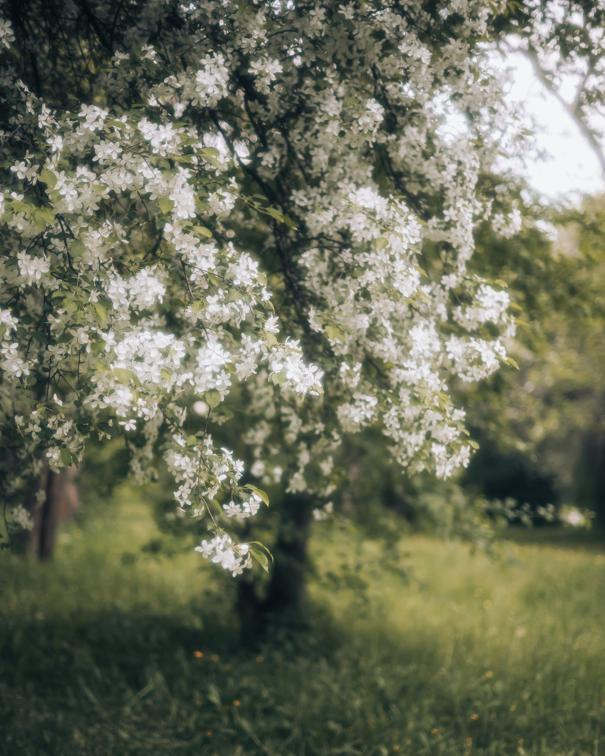 Фотосессия в цветении в Кузбасском парке г. Кемерово