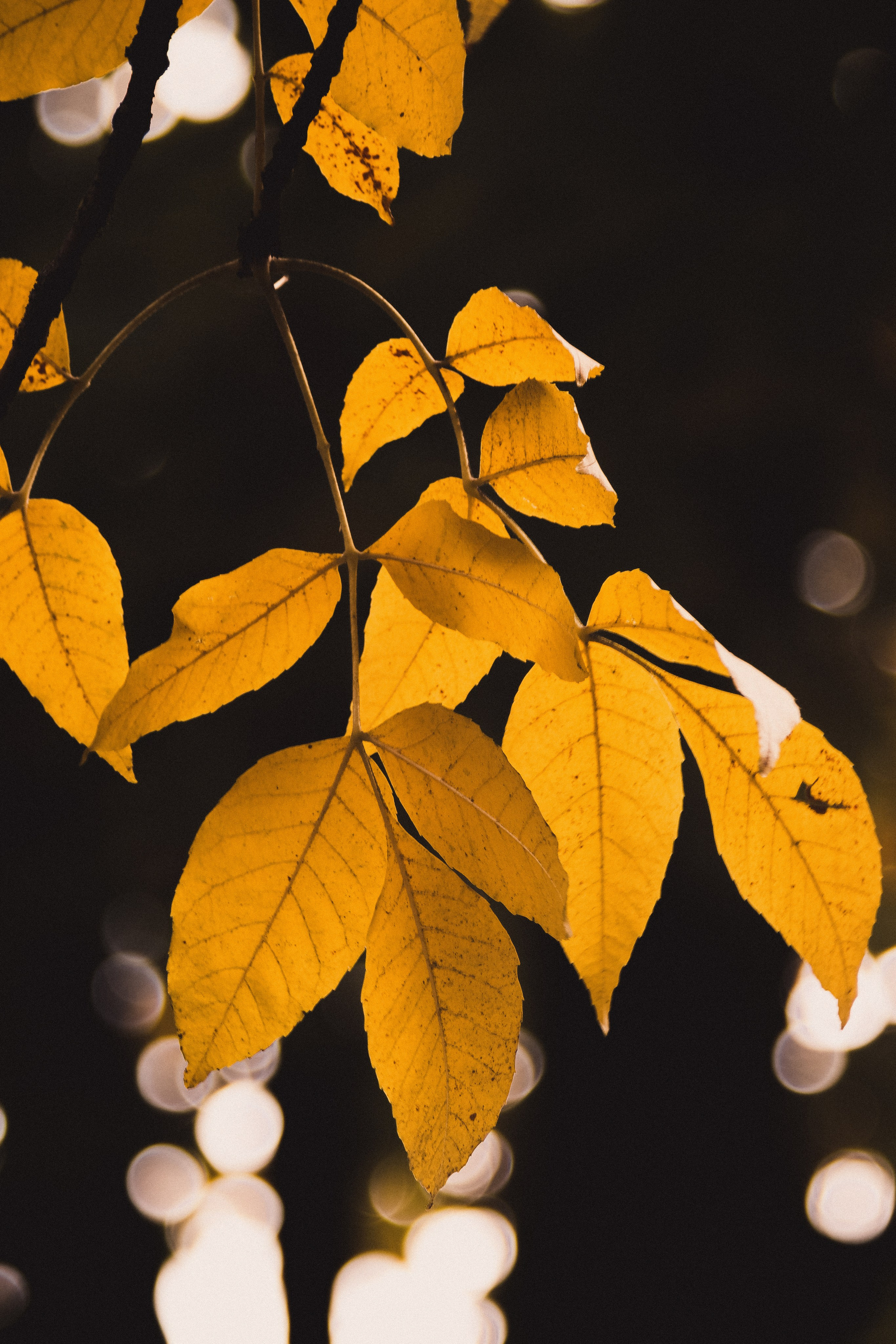 Ж Е Л Т Ы Й. — Digital Noise —