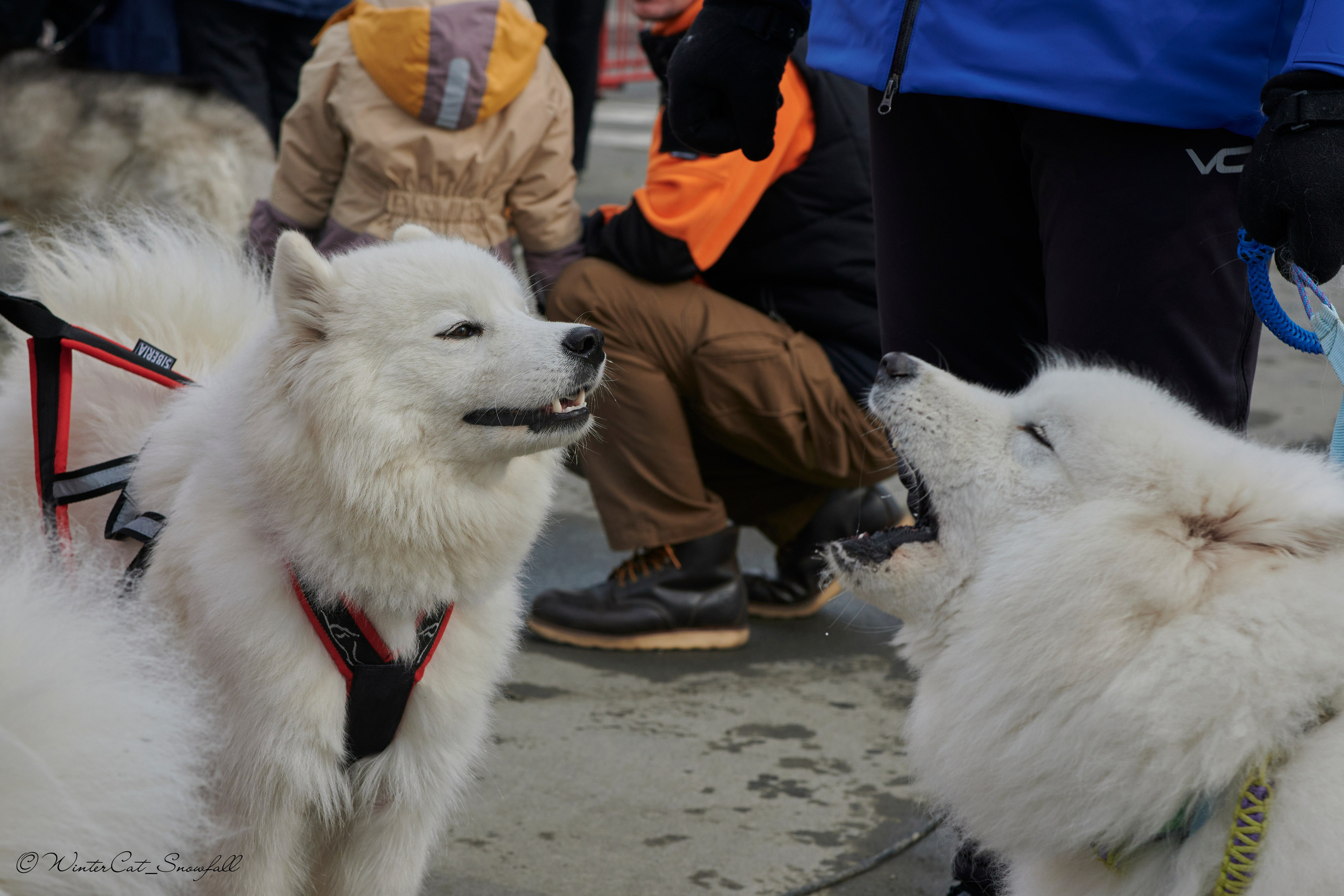 Дзяблу 30.03. Портретный и репортажный фотограф в Магадане Андрей Нефедов WinterCatPhoto