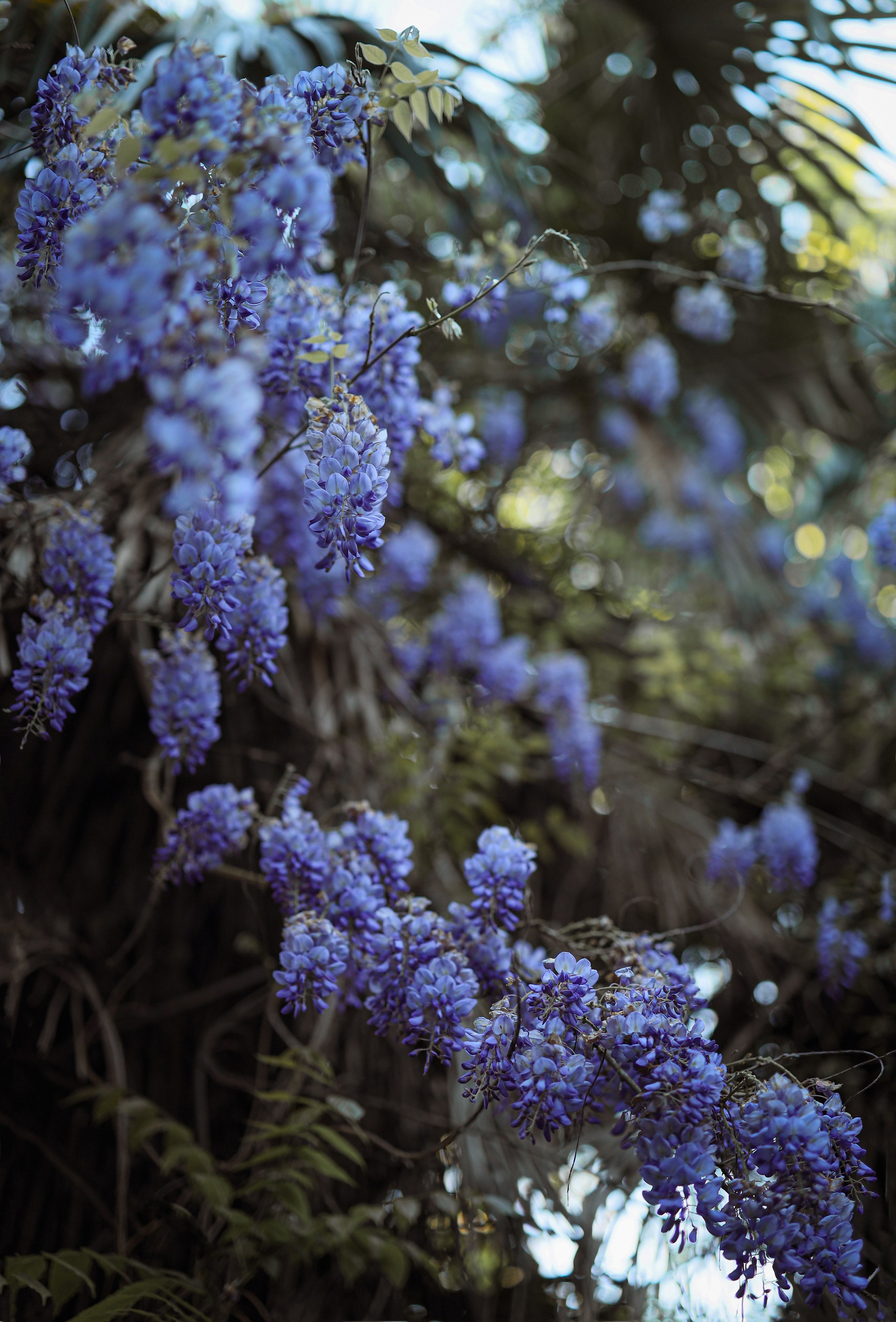 Детская фотосессия в цветущей Глицинии. Свадебный и семейный фотограф в Абхазии Жанна Соснина