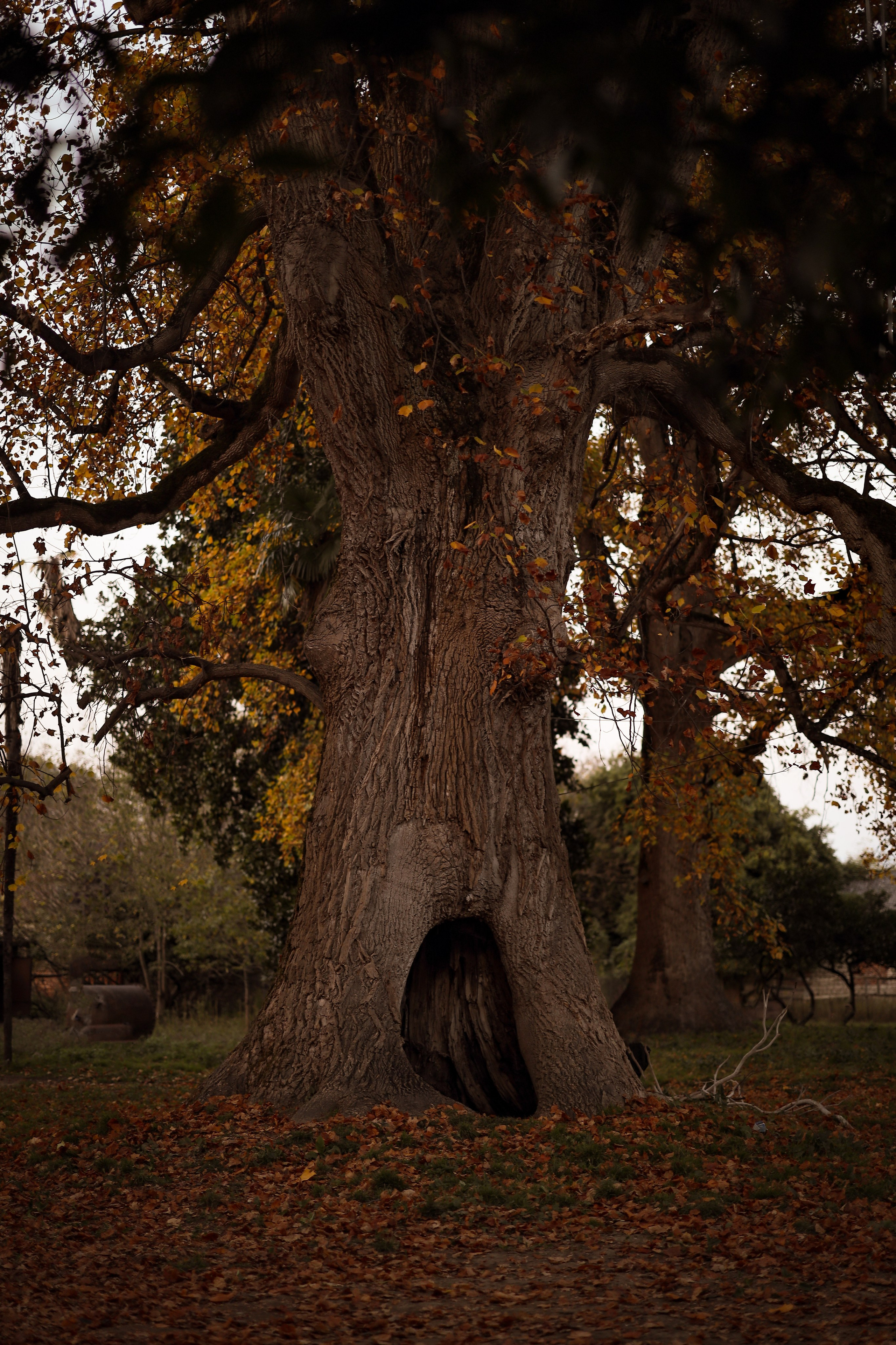 Осенняя фотосессия для Полины у древа патриарха в Сухуме. Свадебный и семейный фотограф в Абхазии Жанна Соснина