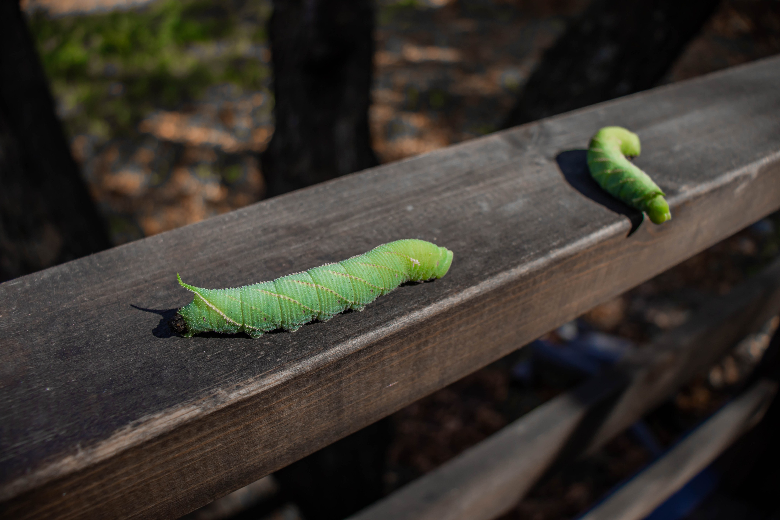 Dubki Glamping. Рекламное агентство Результат Владивосток
