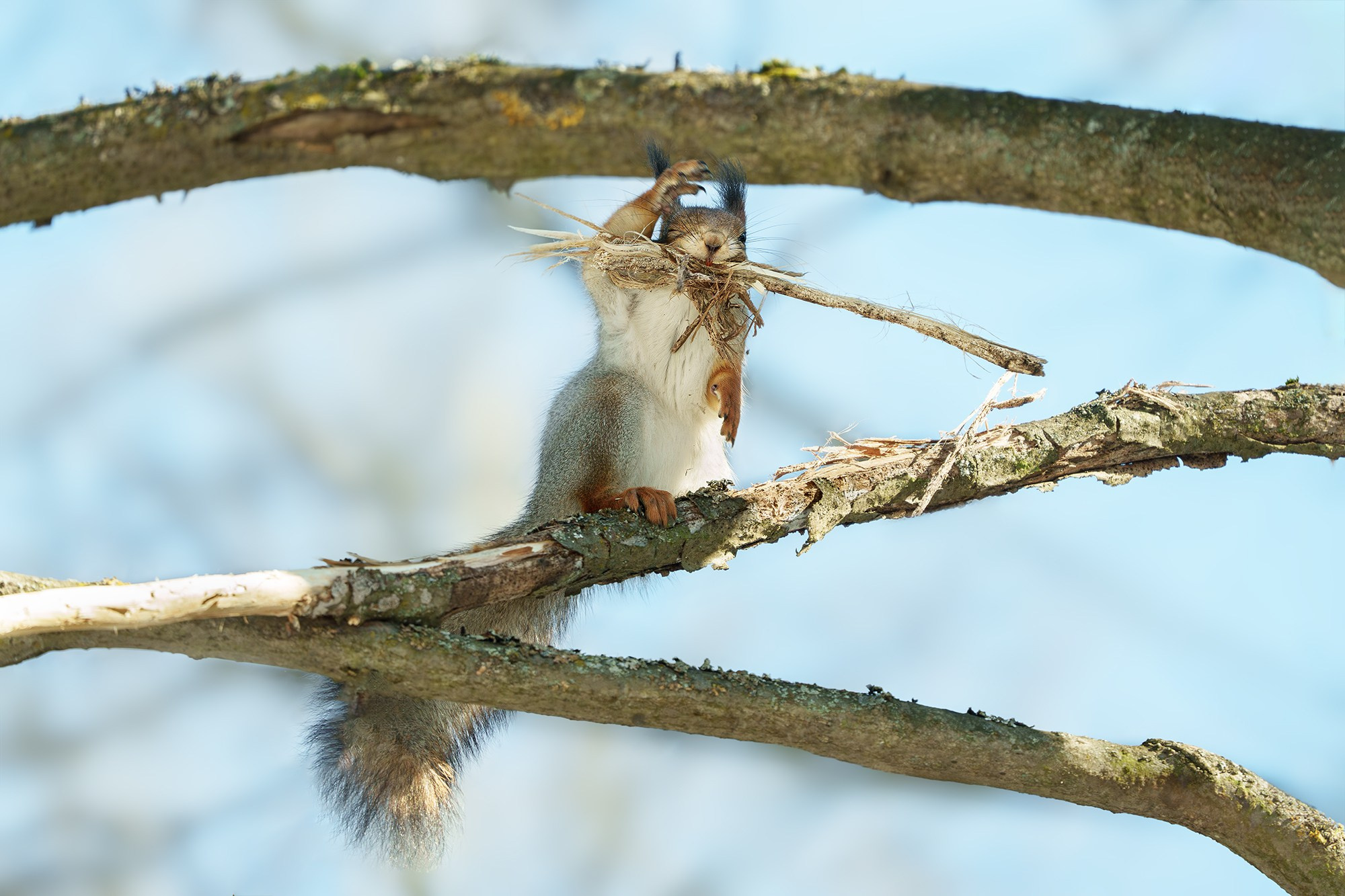 Животные. Ваш личный фотограф Марина Волкова