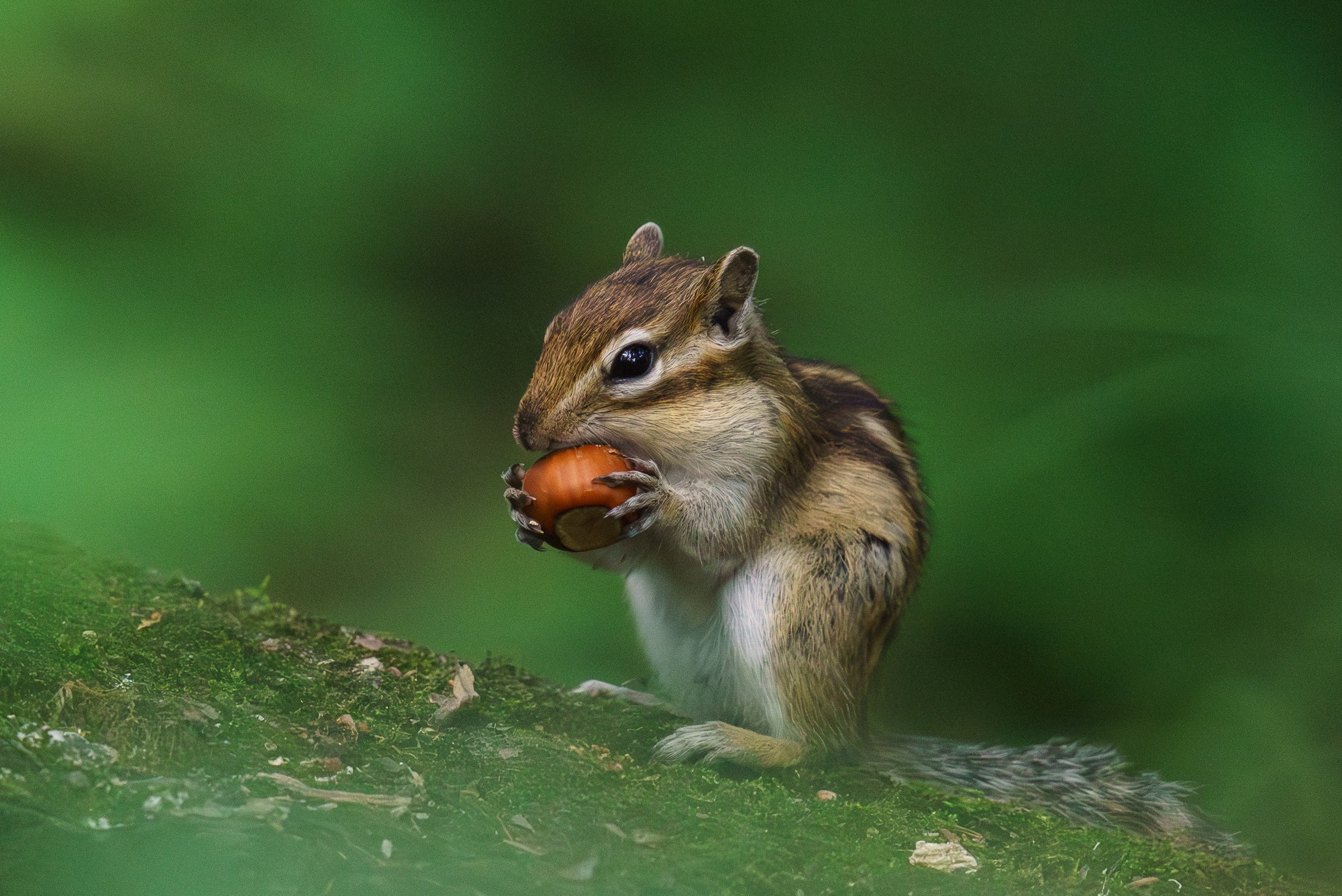 Животные. Ваш личный фотограф Марина Волкова