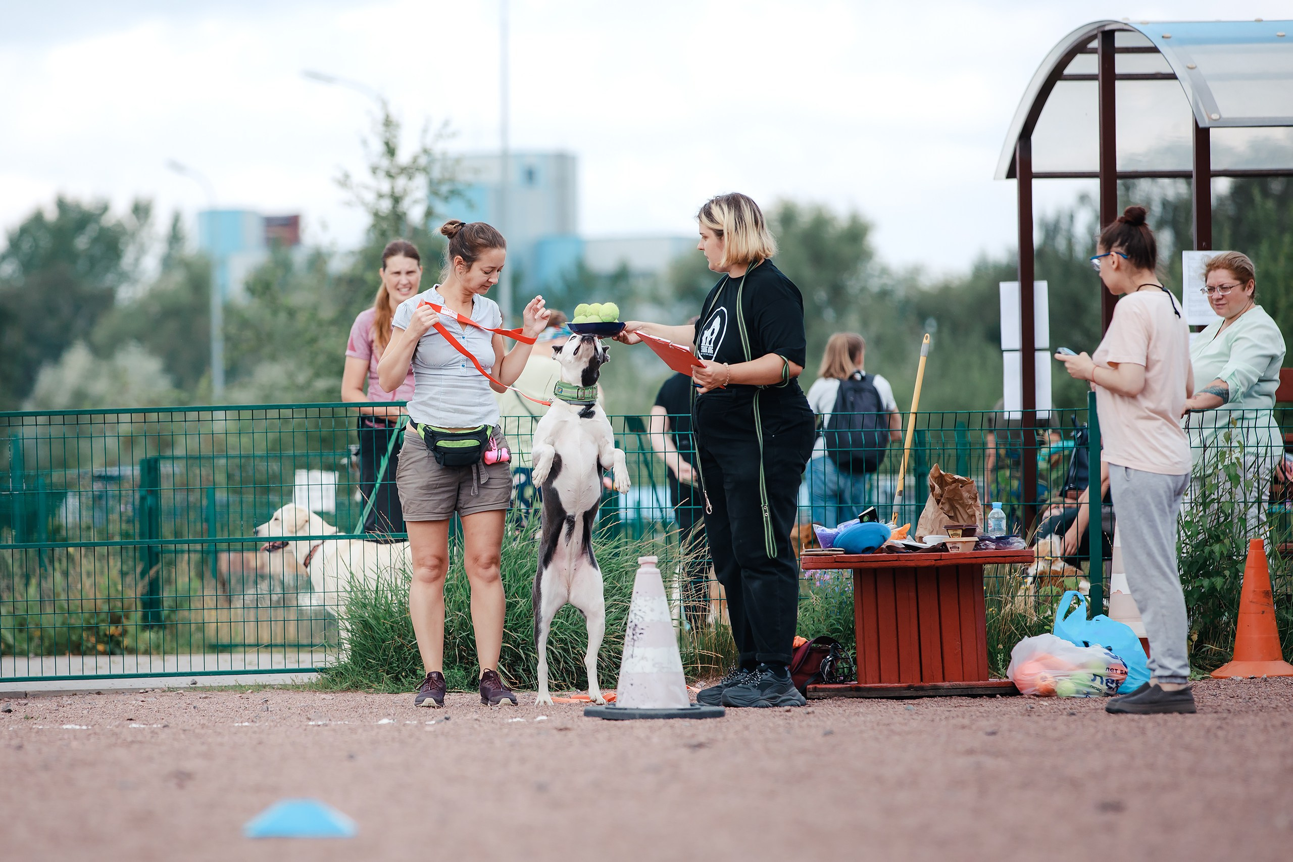 Питч&Гоу + веселые старты. Фотограф-анималист Mary Mart — Москва, Питер