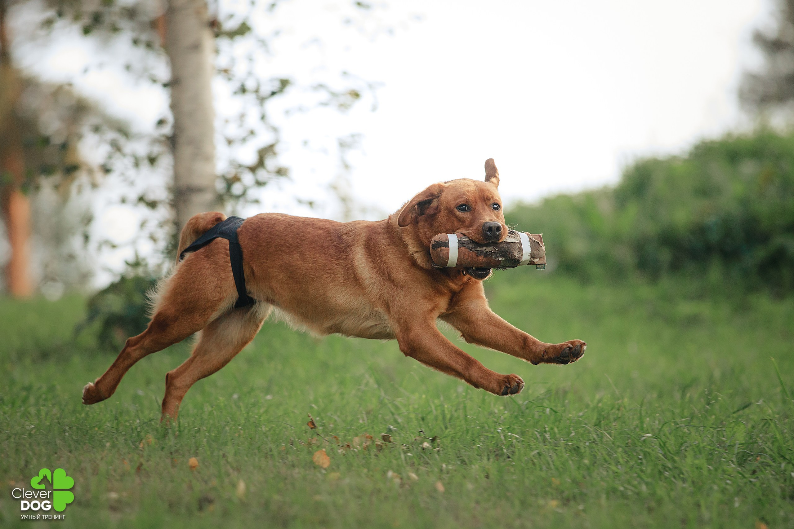 Кинологический лагерь CleverDog, 2024. Фотограф-анималист Mary Mart — Москва, Питер