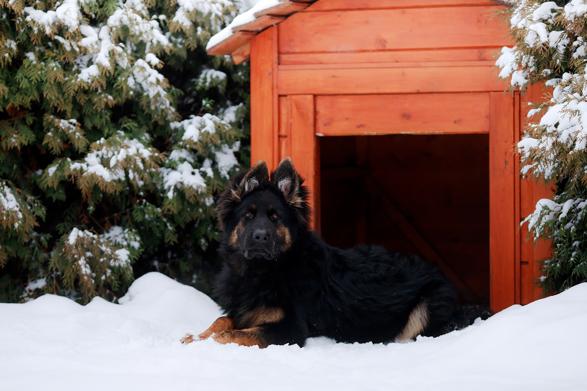 Зимние портреты. Фотограф-анималист Mary Mart — Москва, Питер