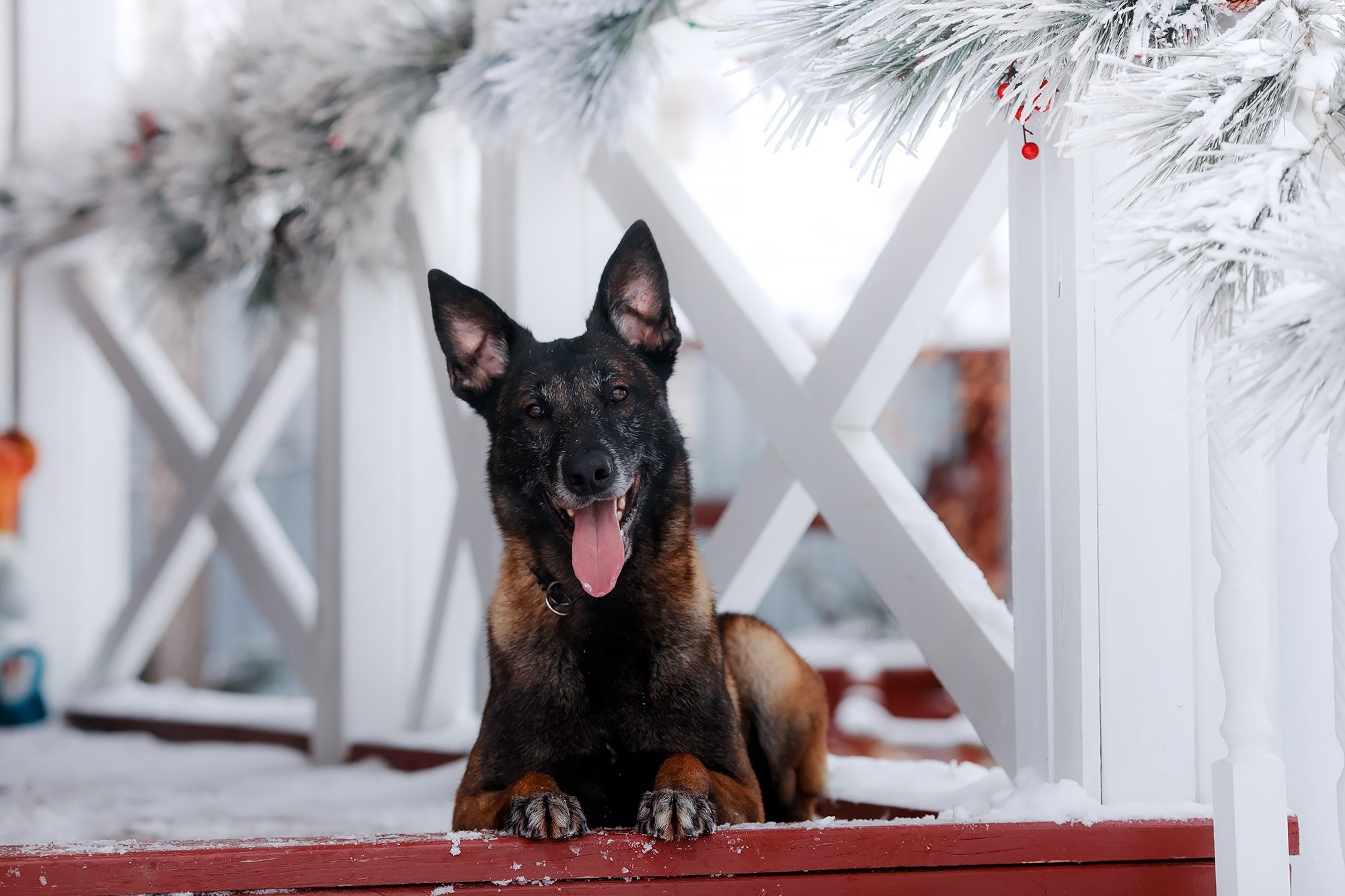 Зимние портреты. Фотограф-анималист Mary Mart — Москва, Питер