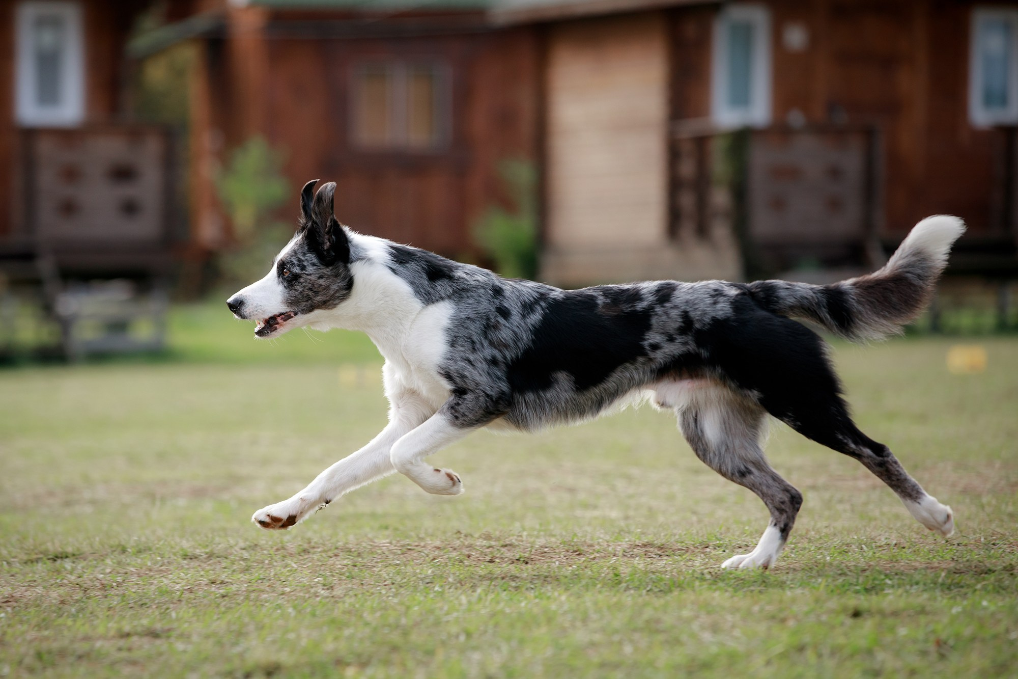 Лагерь по ОБД с Инной Баженовой. Фотограф-анималист Mary Mart — Москва, Питер