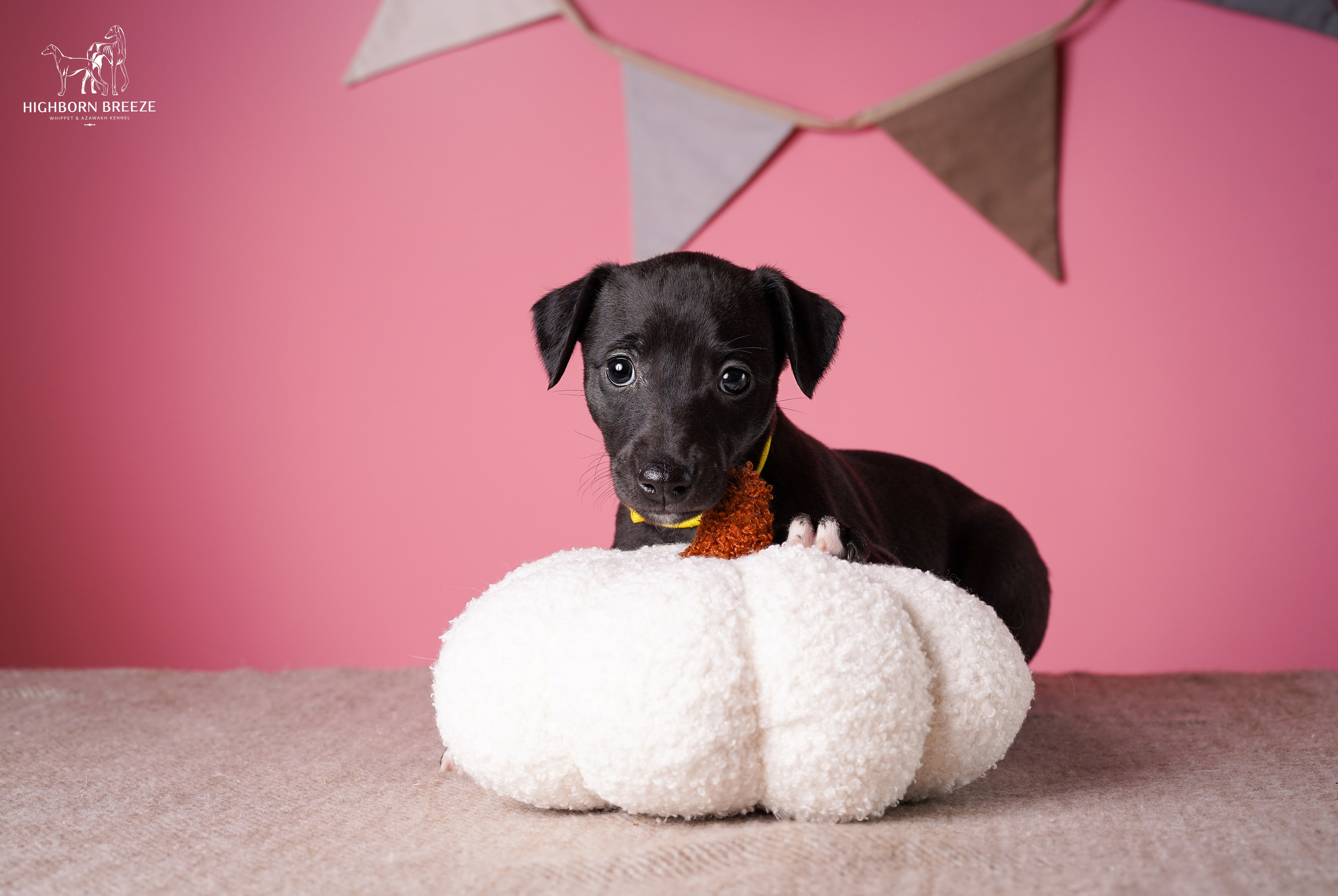 Щенки уиппета. Фотограф-анималист в Санкт-Петербурге Яна Мартынова