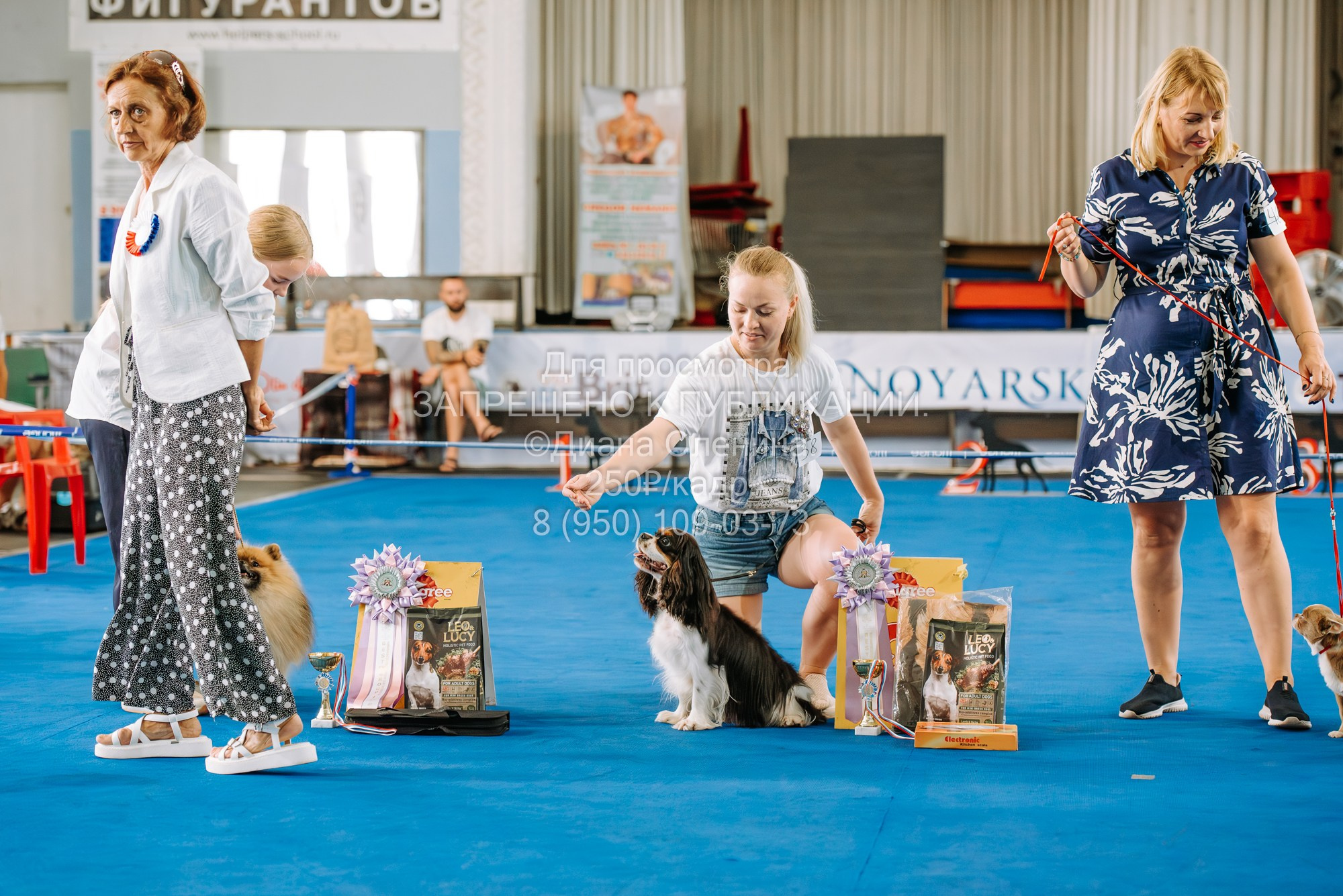 Национальная выставка собак всех пород ранга САС-IKU «Кубок Красноярск. Фотограф Диана Оленина Красноярск / Братск