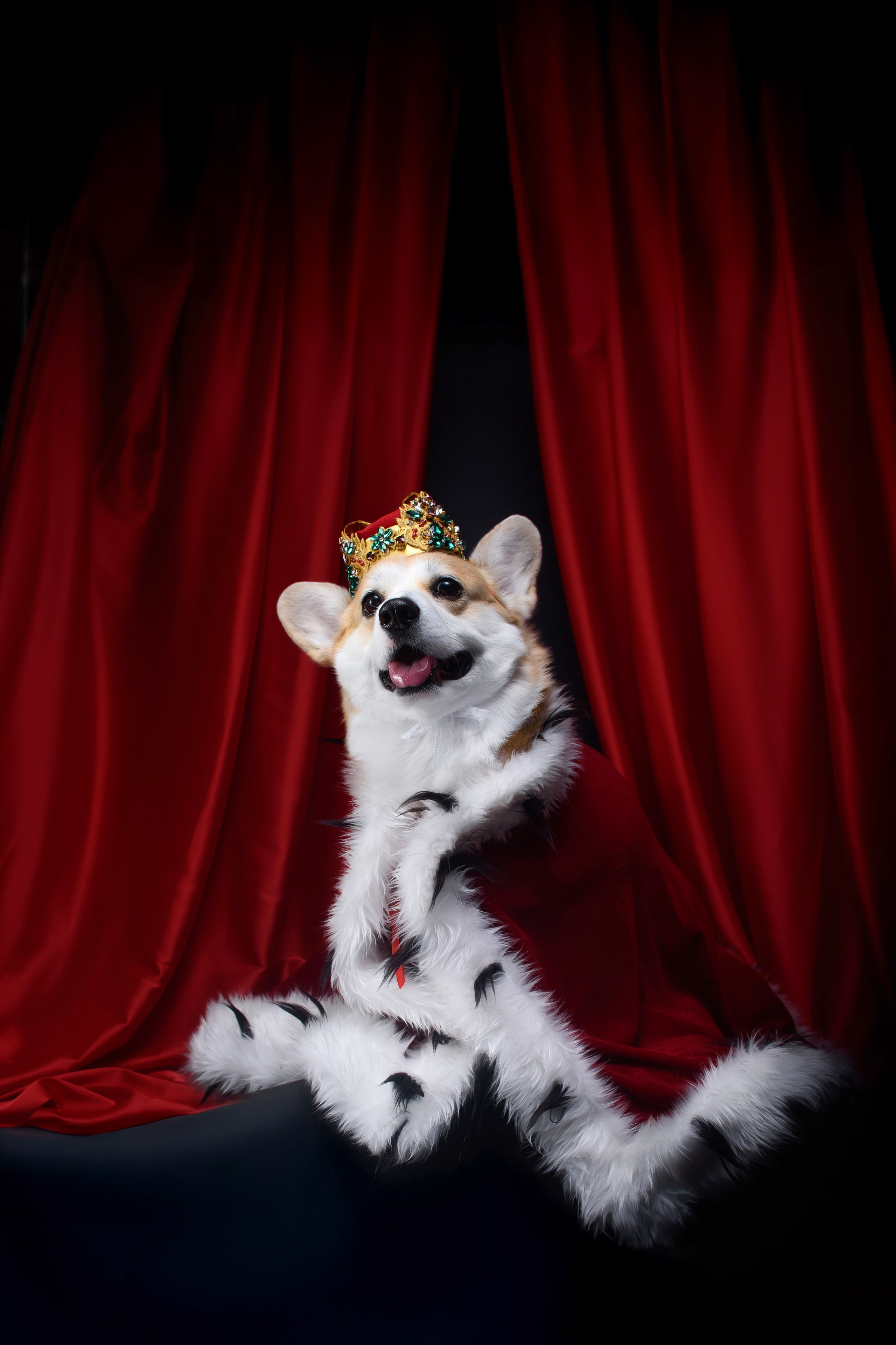 Королевская съемка — 20.05.2025. Фотограф — Анималист | Анна Абрамова