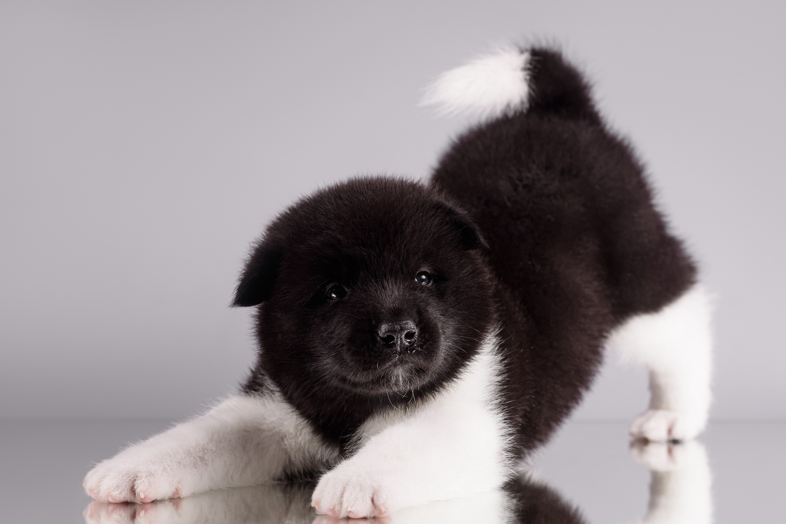 Щенки Американской Акиты — 04.11.2024. Фотограф — Анималист | Анна Абрамова