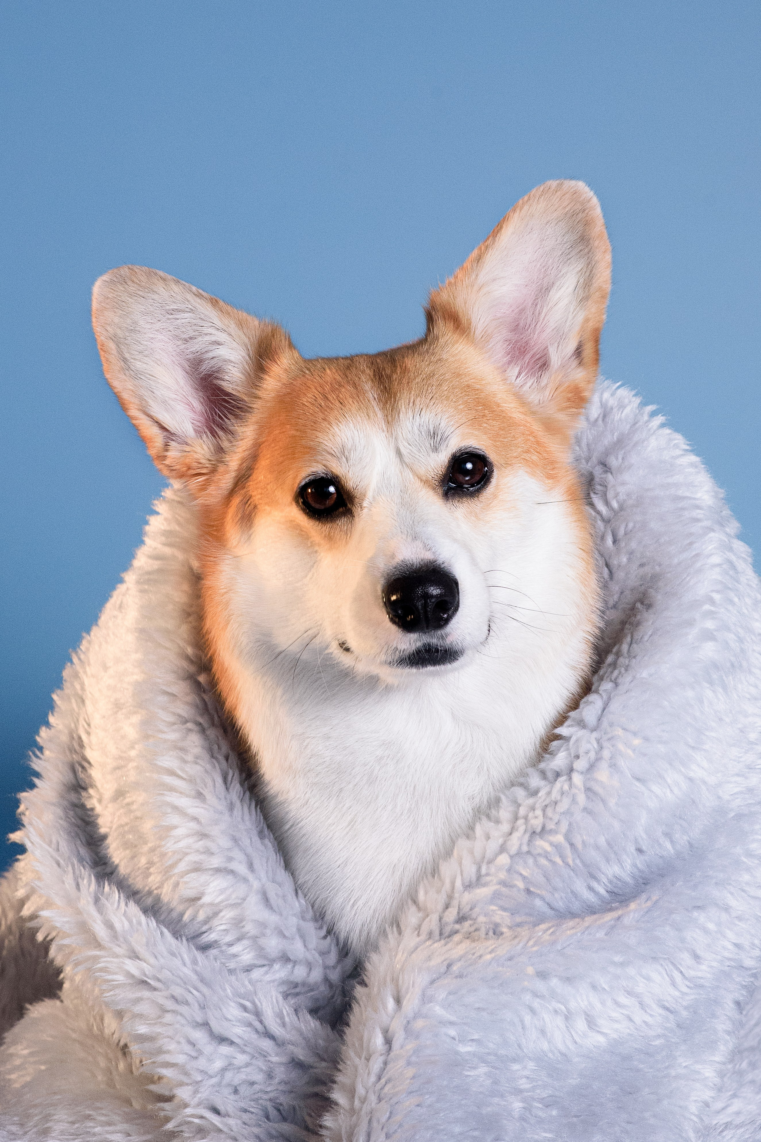 Лея съемка на однотонном фоне — 2024. Фотограф — Анималист | Анна Абрамова