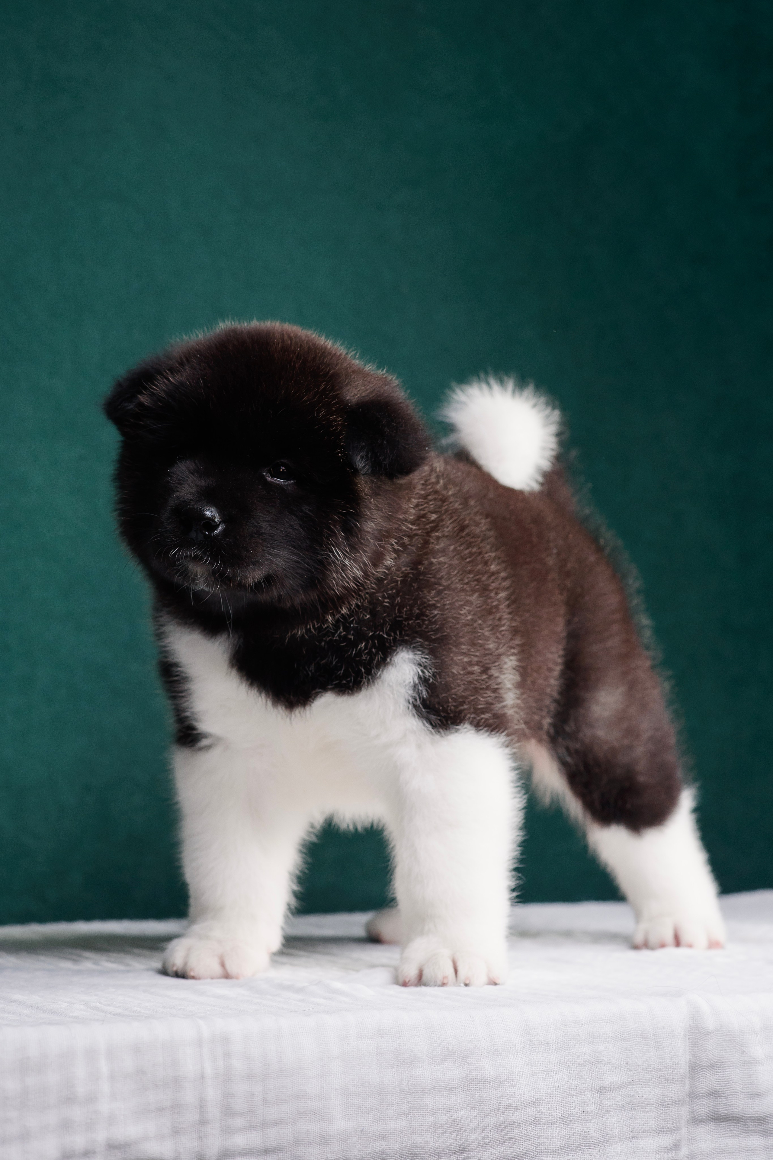 Щенки Американской Акиты. Фотограф — Анималист | Анна Абрамова