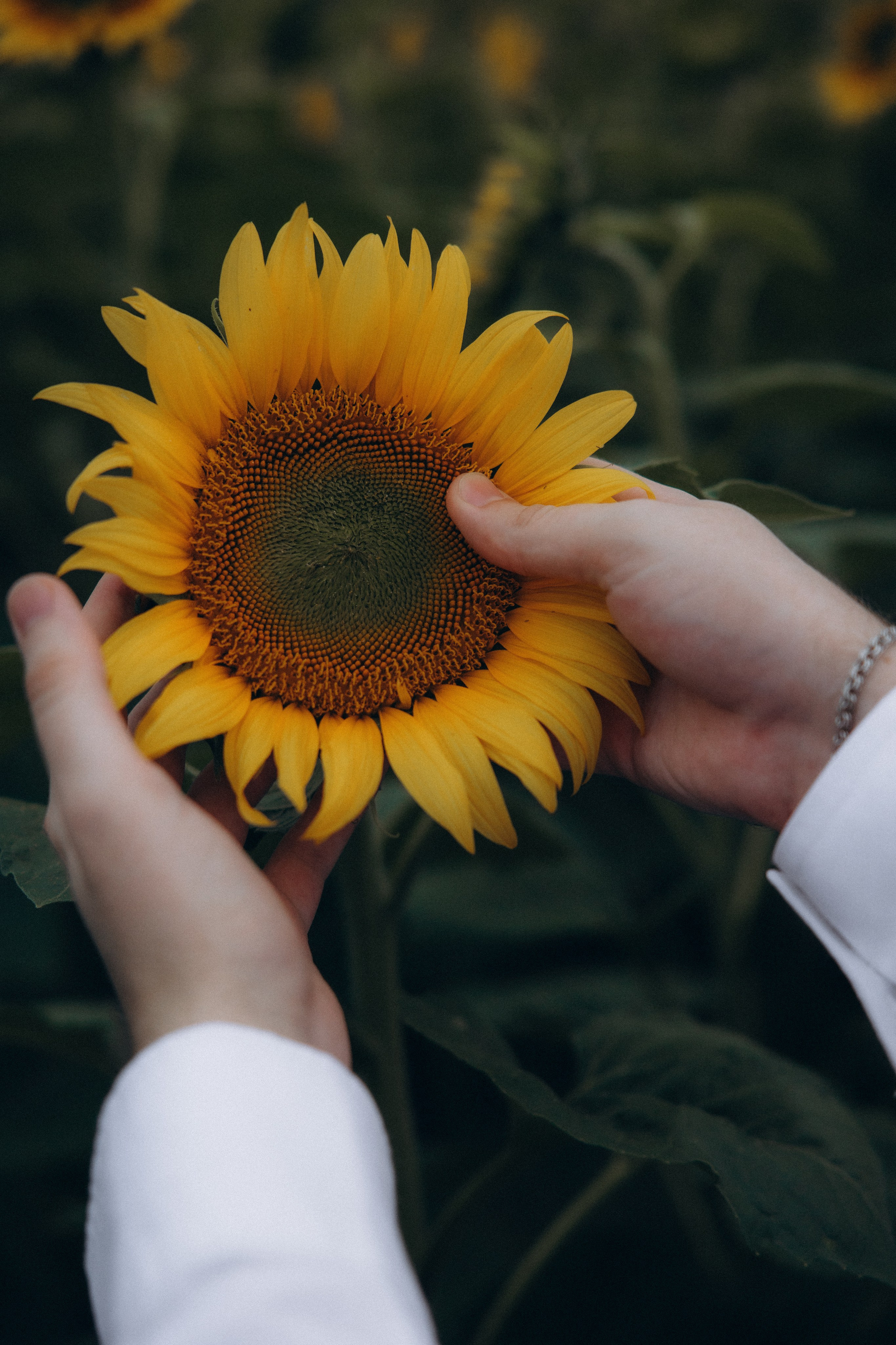 Аня + Паша. Алена Бадамшина — свадебный фотограф Воронеж / Москва