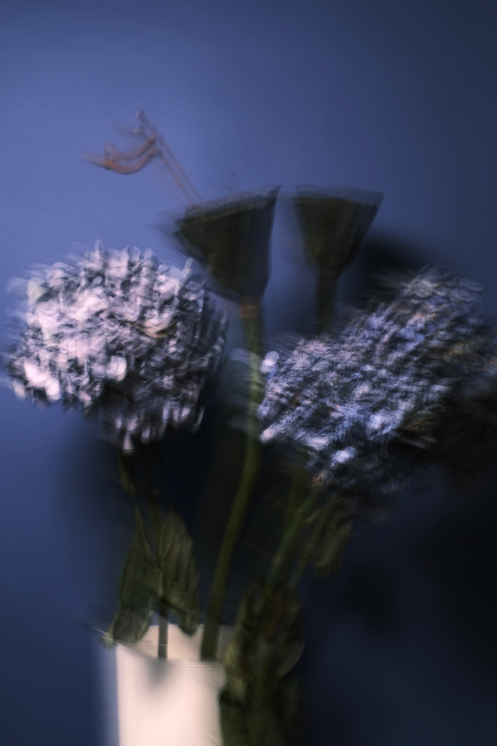 Цветочные принты. Фотограф Анна Чанаях