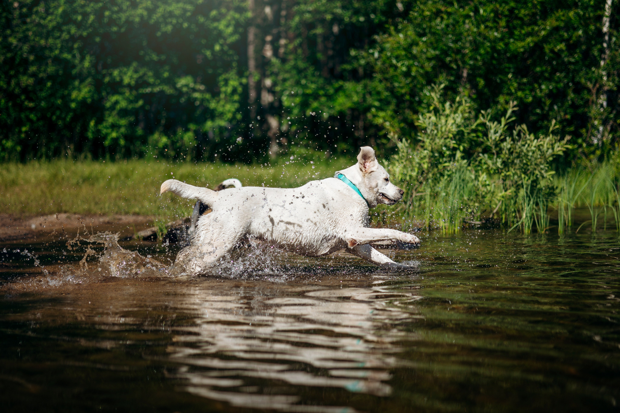 Котофеи и их семья. Фотограф — Анималист | Санкт-Петербург