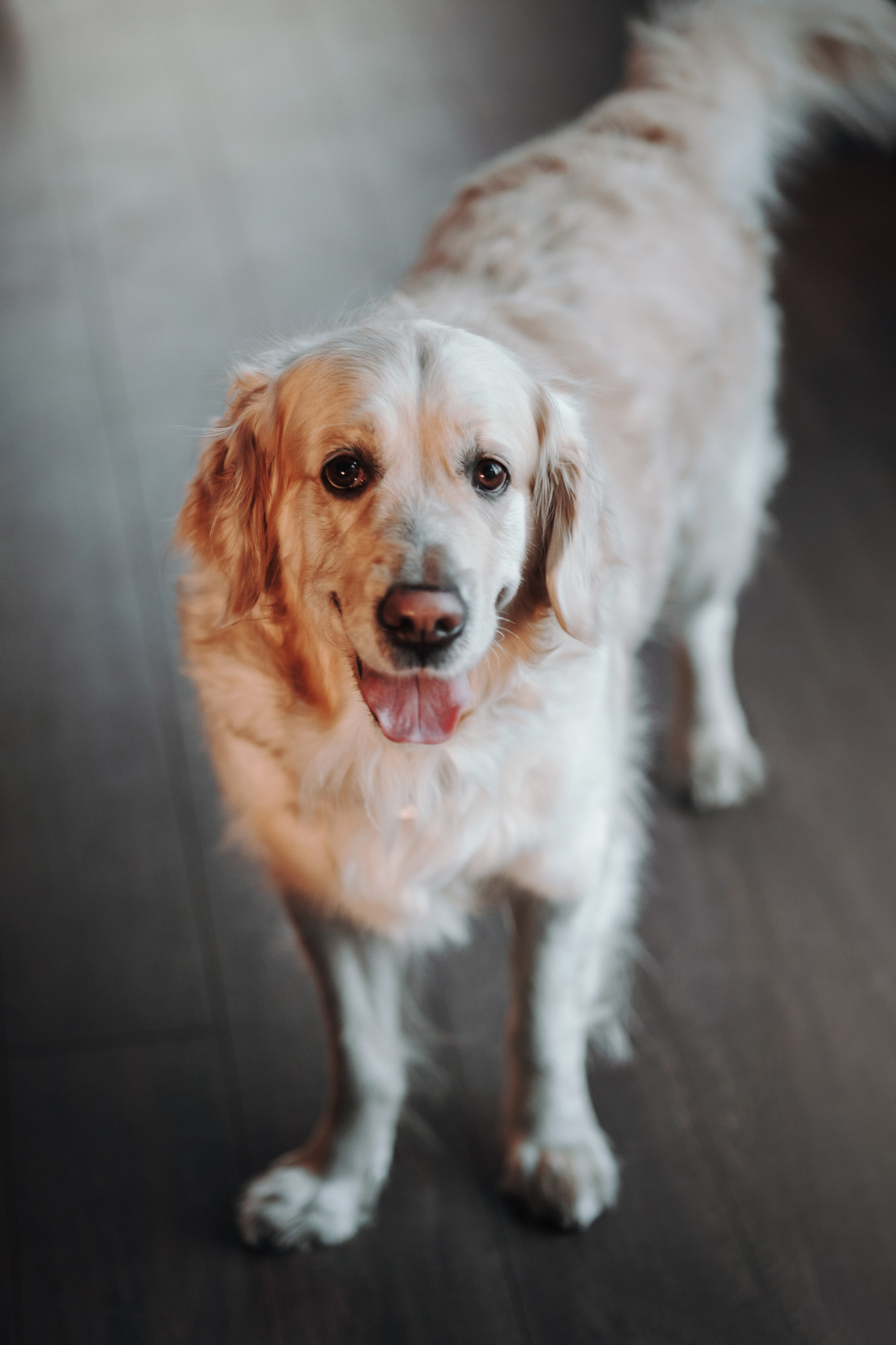 Вика и Рози. Фотограф — Анималист | Санкт-Петербург