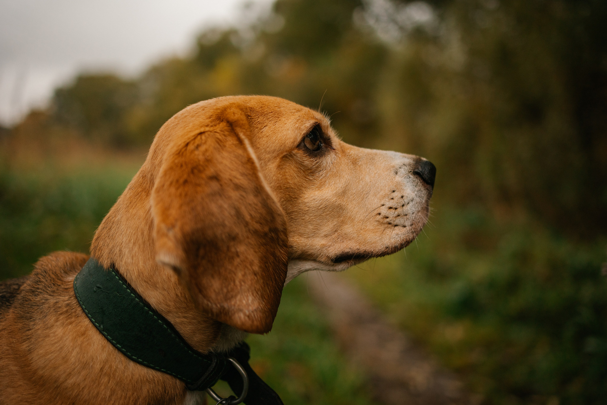 Лена и Тайгер. Фотограф — Анималист | Санкт-Петербург