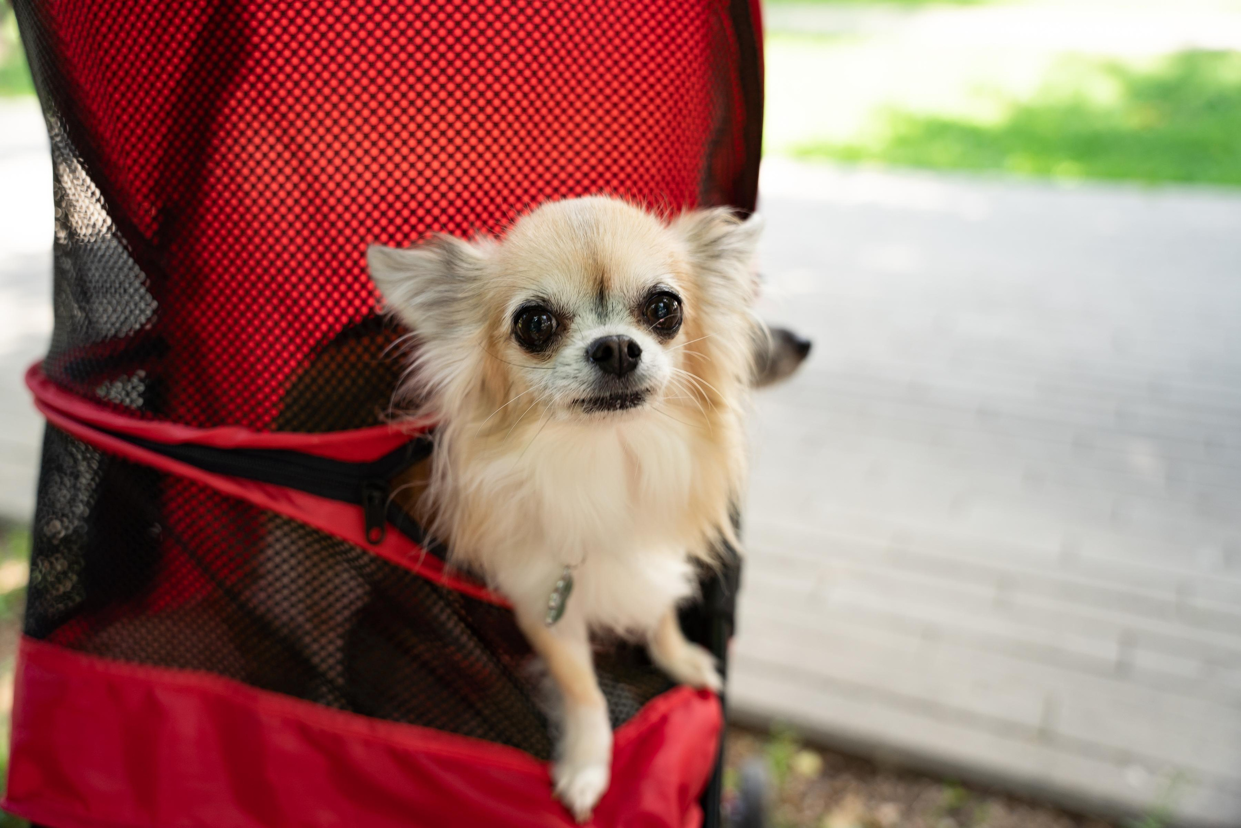 Репортажная съёмка. Фотограф Юлия Восходова