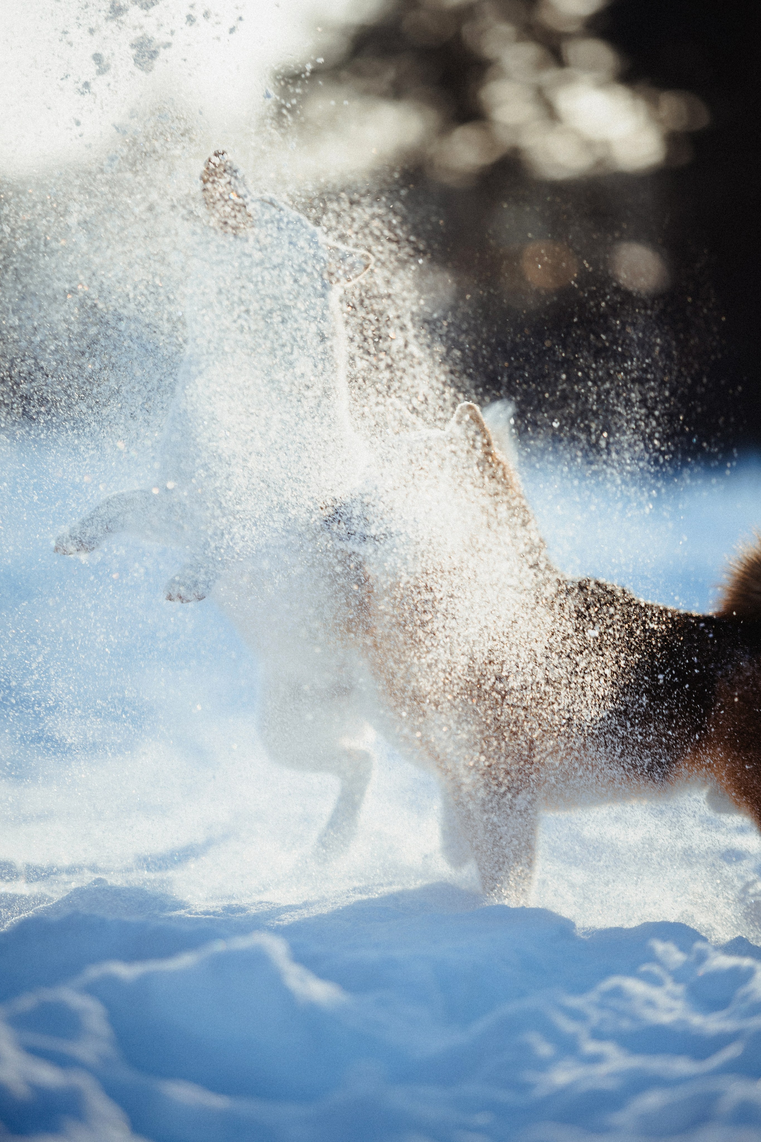 Шед, Цири и Ира