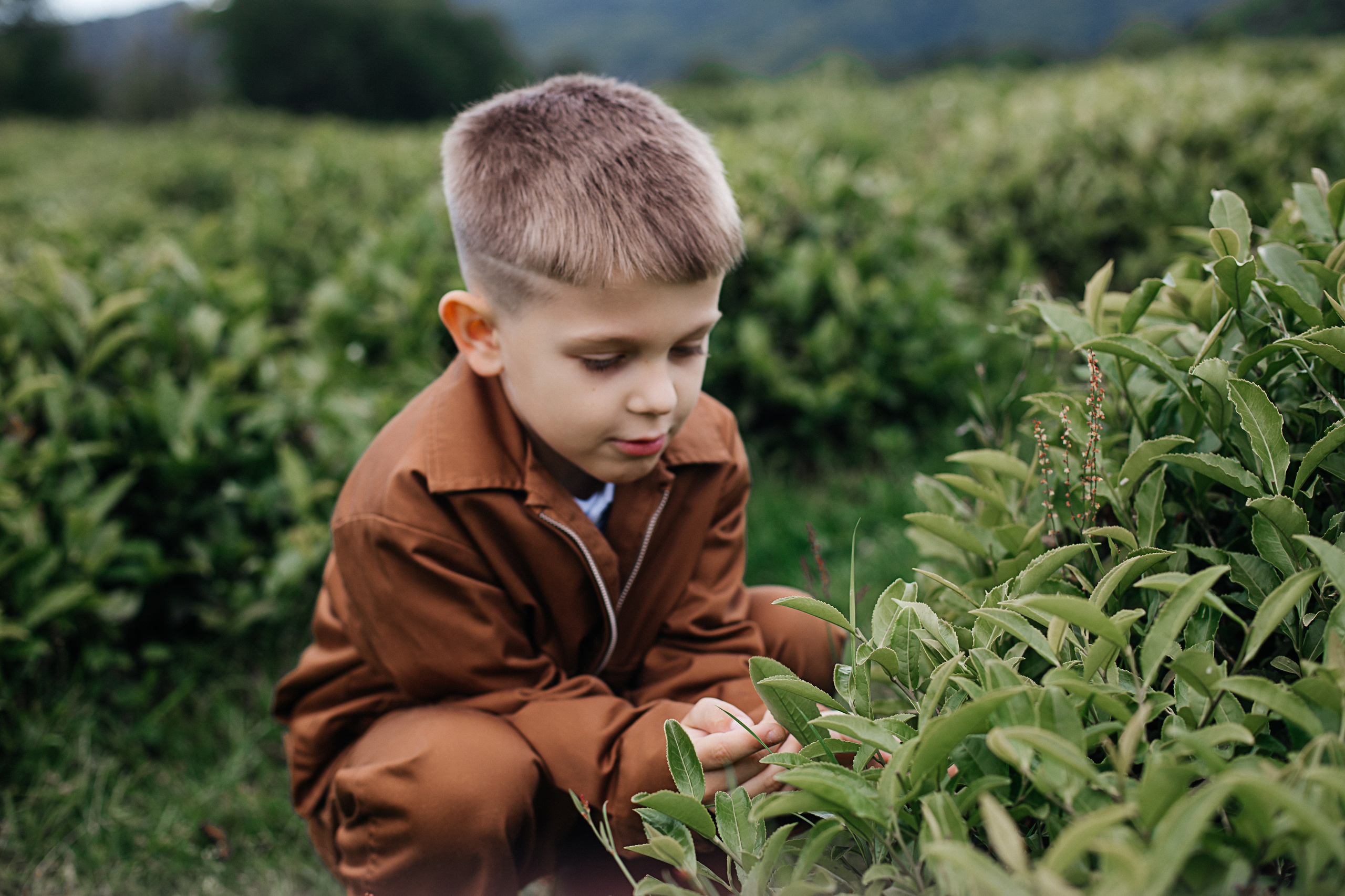 Tea plantation. Efimova Model Agency